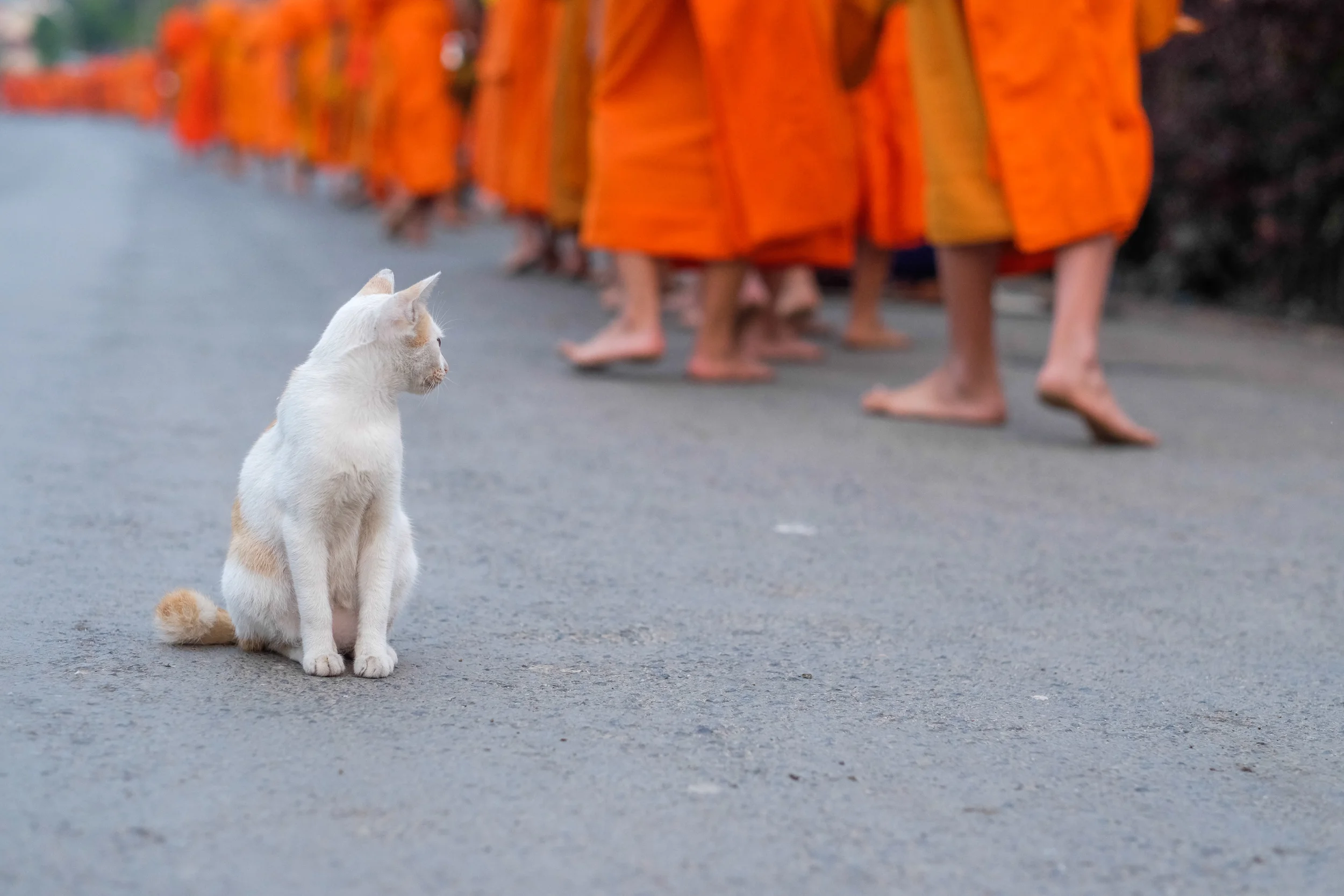      

 
     Up in alms     Luang Prabang, Laos 2 April 2015  
 






















         

 
   The roosters start to crow as early as 3 a.m., pulling us up from the precipice of a river-lapped sleep. Here, on the outskirts of the heritage ar