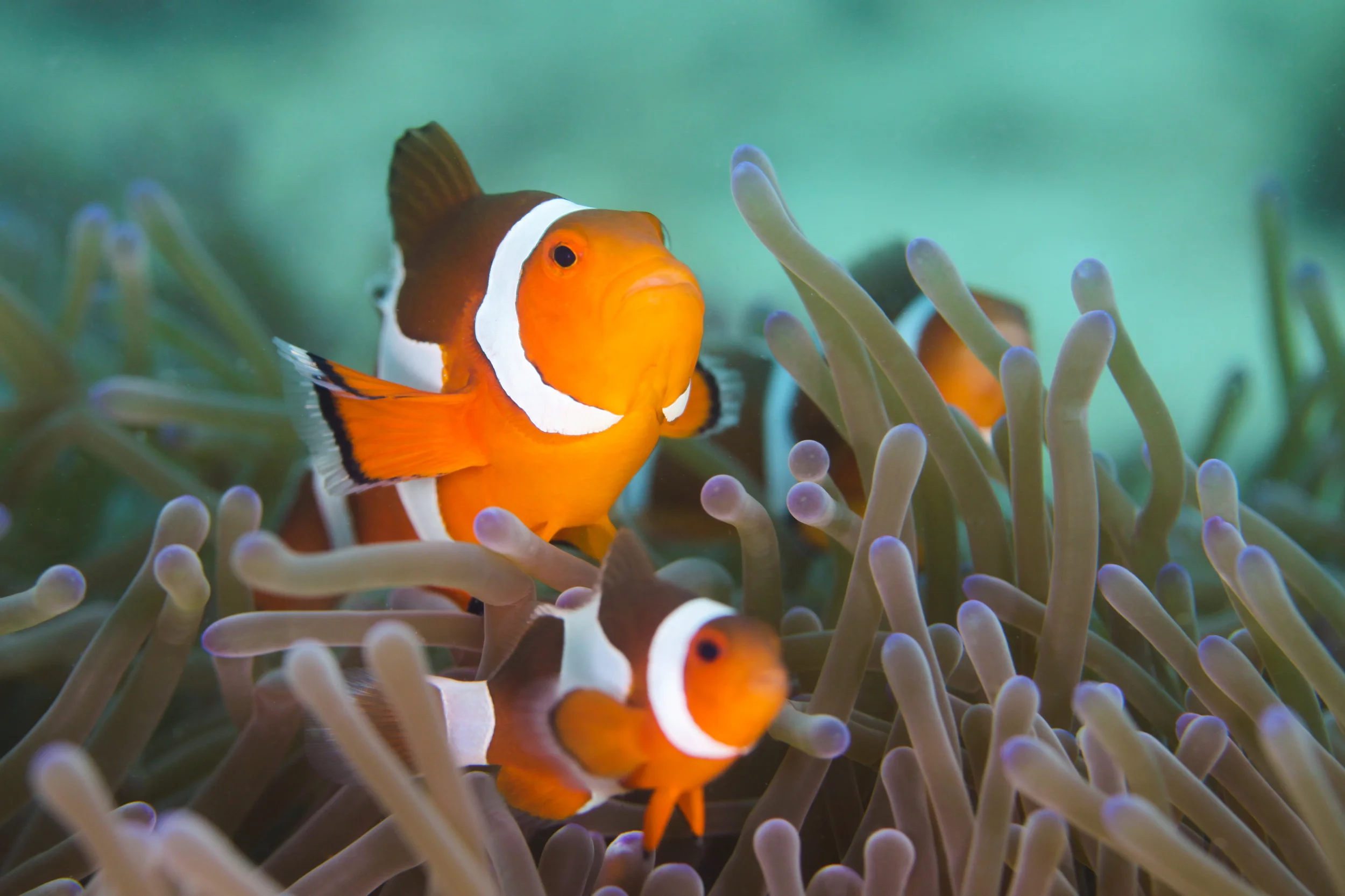      

 
     The Pacifist Ocean     4 June 2015  
 






















         

 
    "Healthy oceans, healthy planet"   [A spoken word poetry special]  8 June is World Oceans Day and the theme for 2015 is, “Healthy Oceans, Healthy Planet”, wit