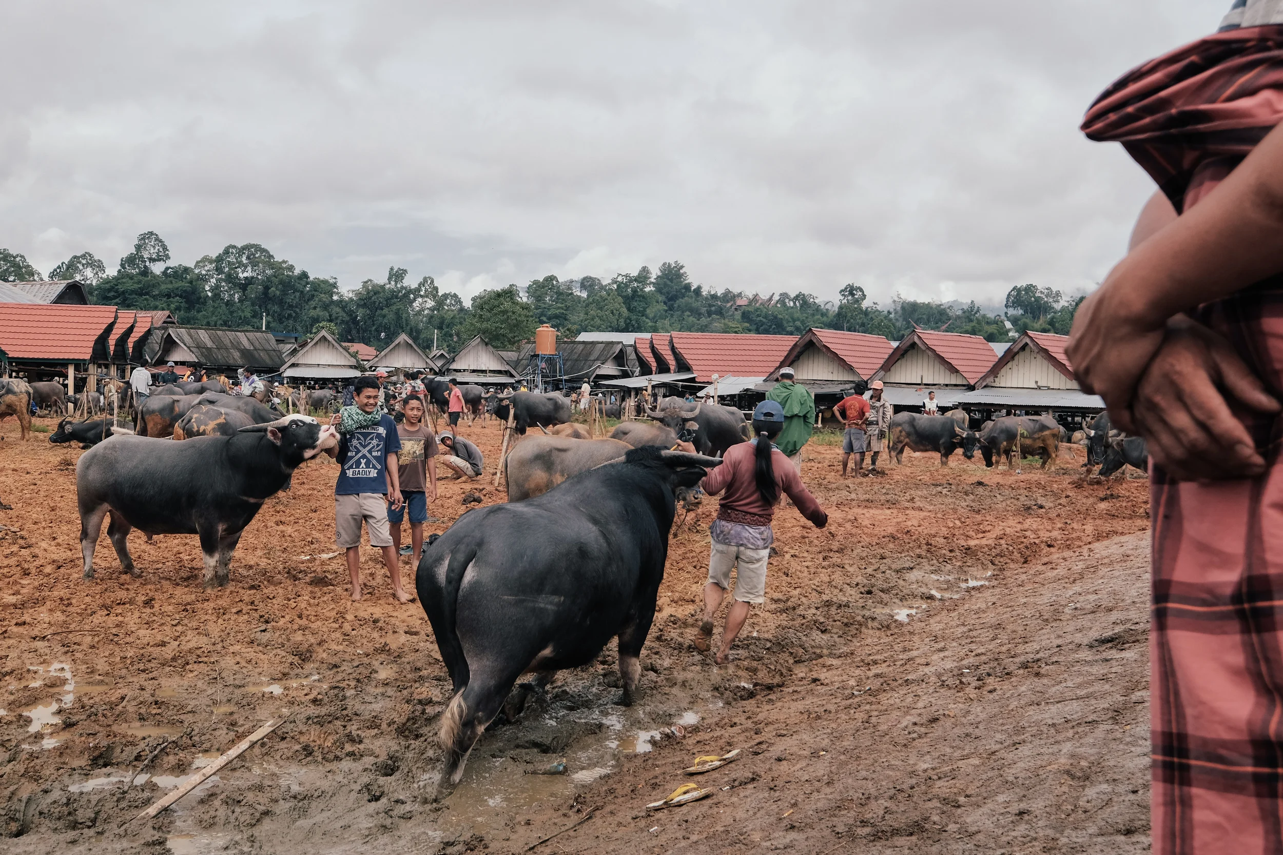 Buffalo on parade at Bulo Market. These are reared and sold for slaughter during funeral ceremonies.