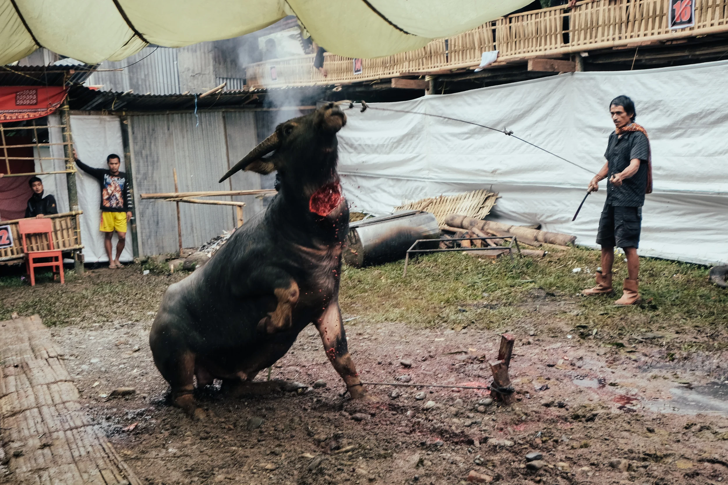 Ritual killing at a funeral ceremony. Steam rises from the fatal cut in the buffalo's throat. This is the quickest way to kill.