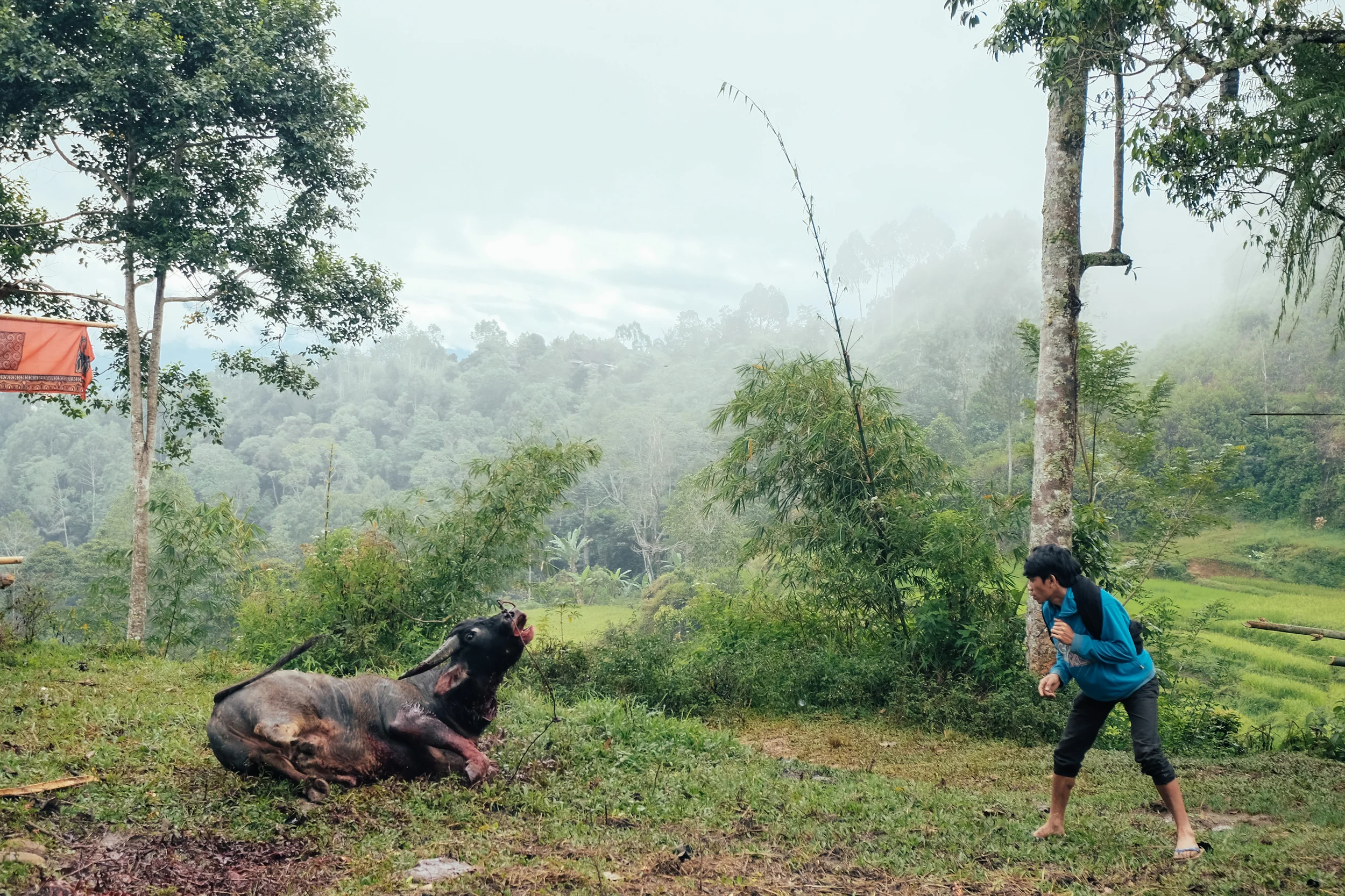 A buffalo, presumed down, stumbles to his feet and provides a moment of consternation for his executor.