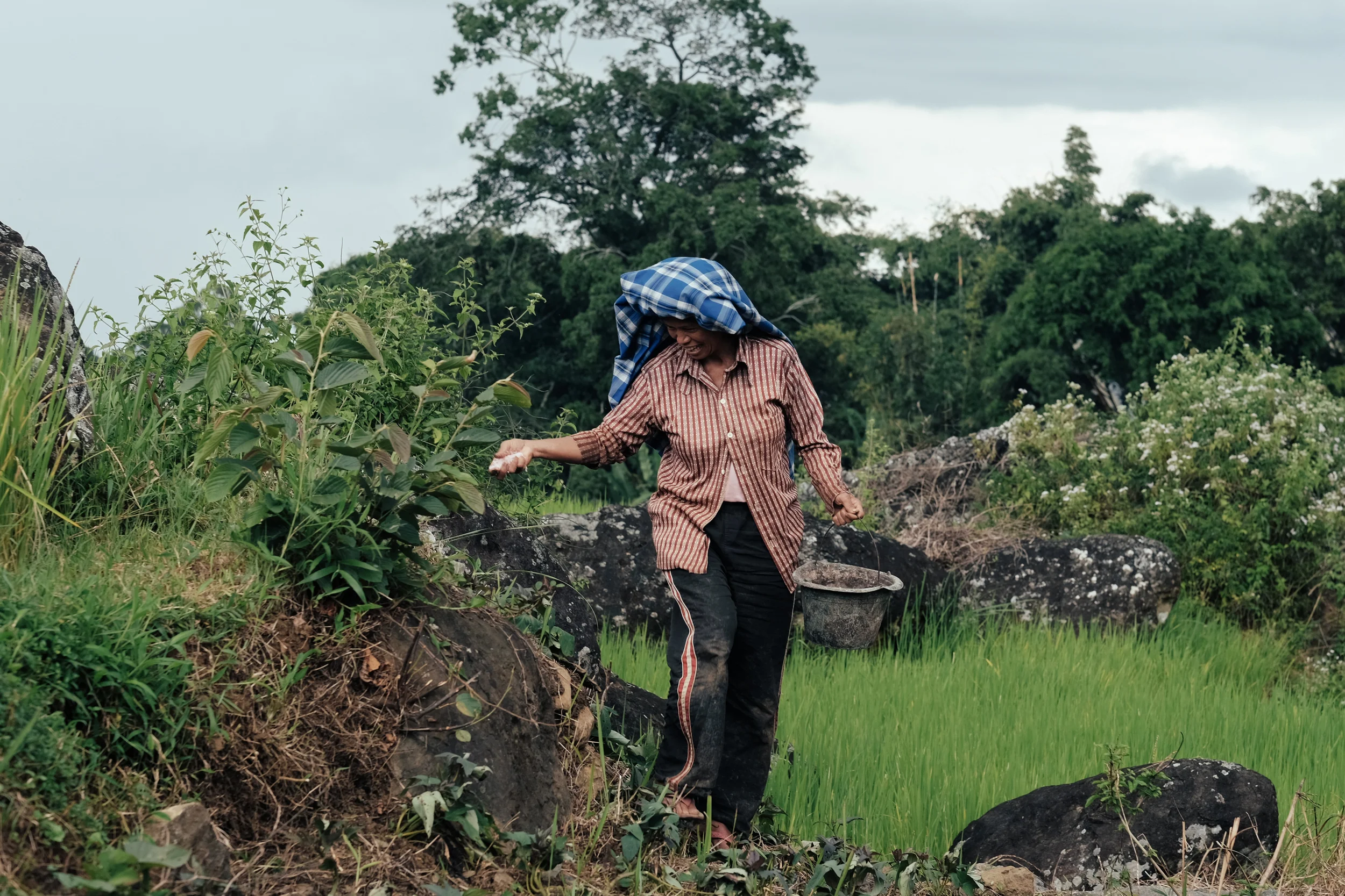 Tossing natural fertilizer to roadside plants that will be eventually plucked and fried as a tasty side-dish.