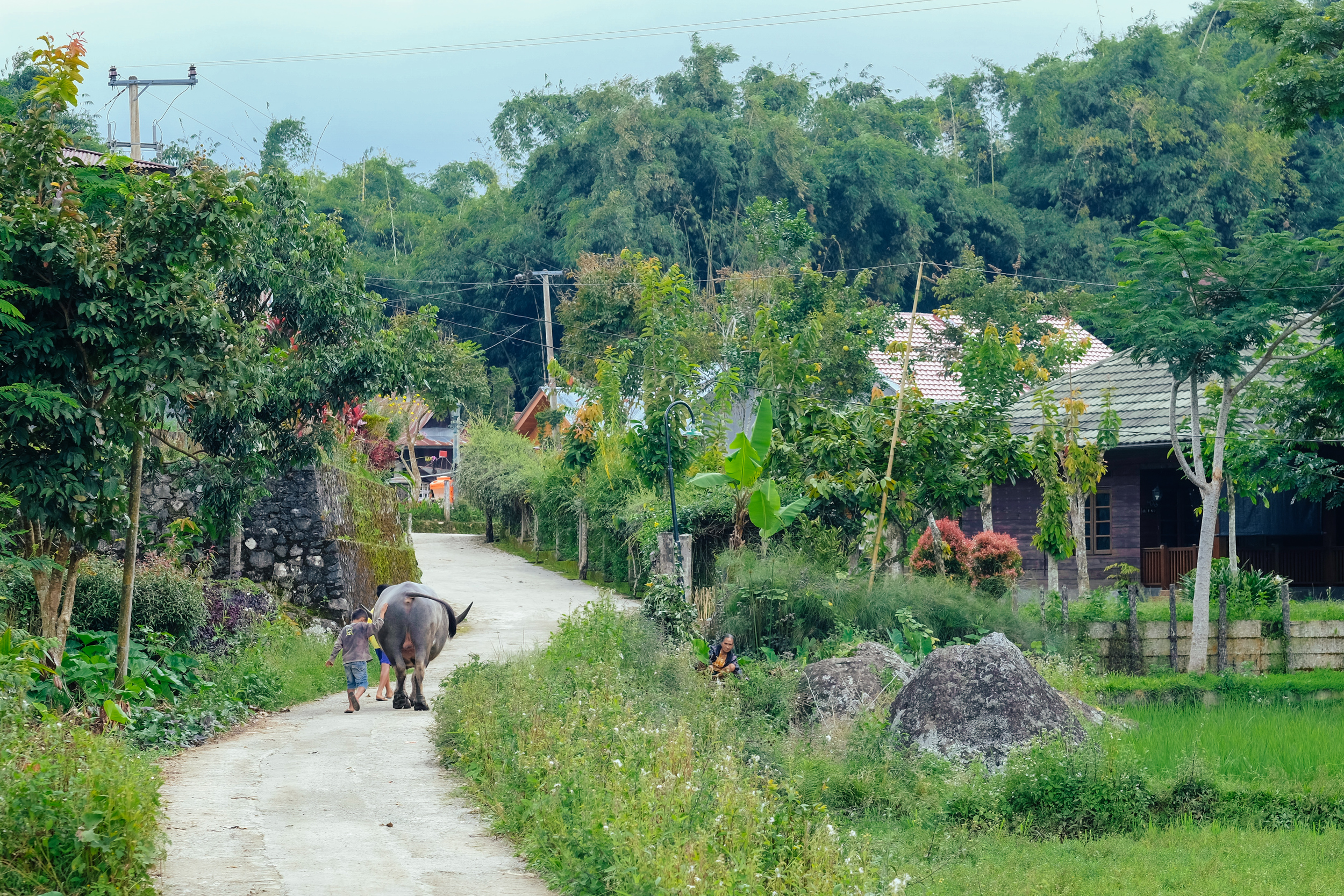 Buffalo first, is the way the Torajans have always lived. The buffalo are sacred animals, bridging the afterlife through their sacrifice.