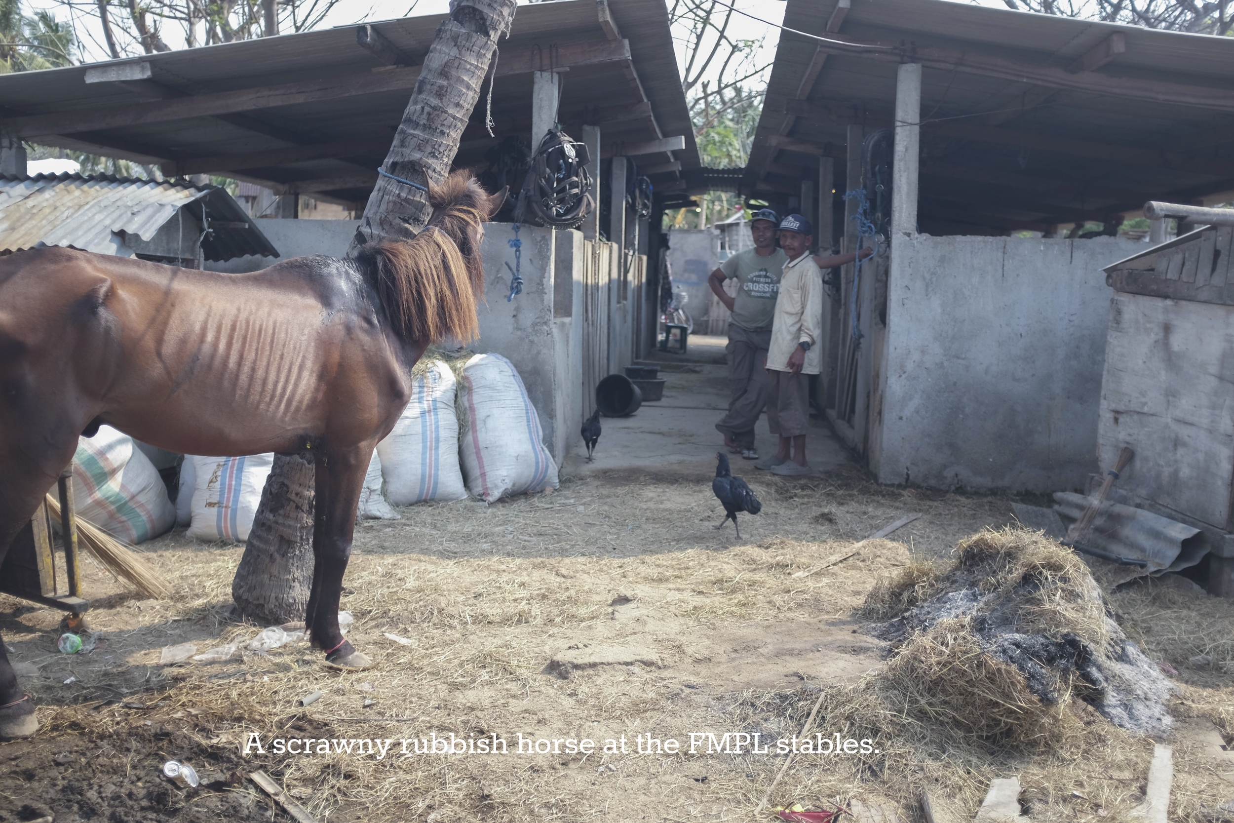 Skinny horse used for carting rubbish.jpg