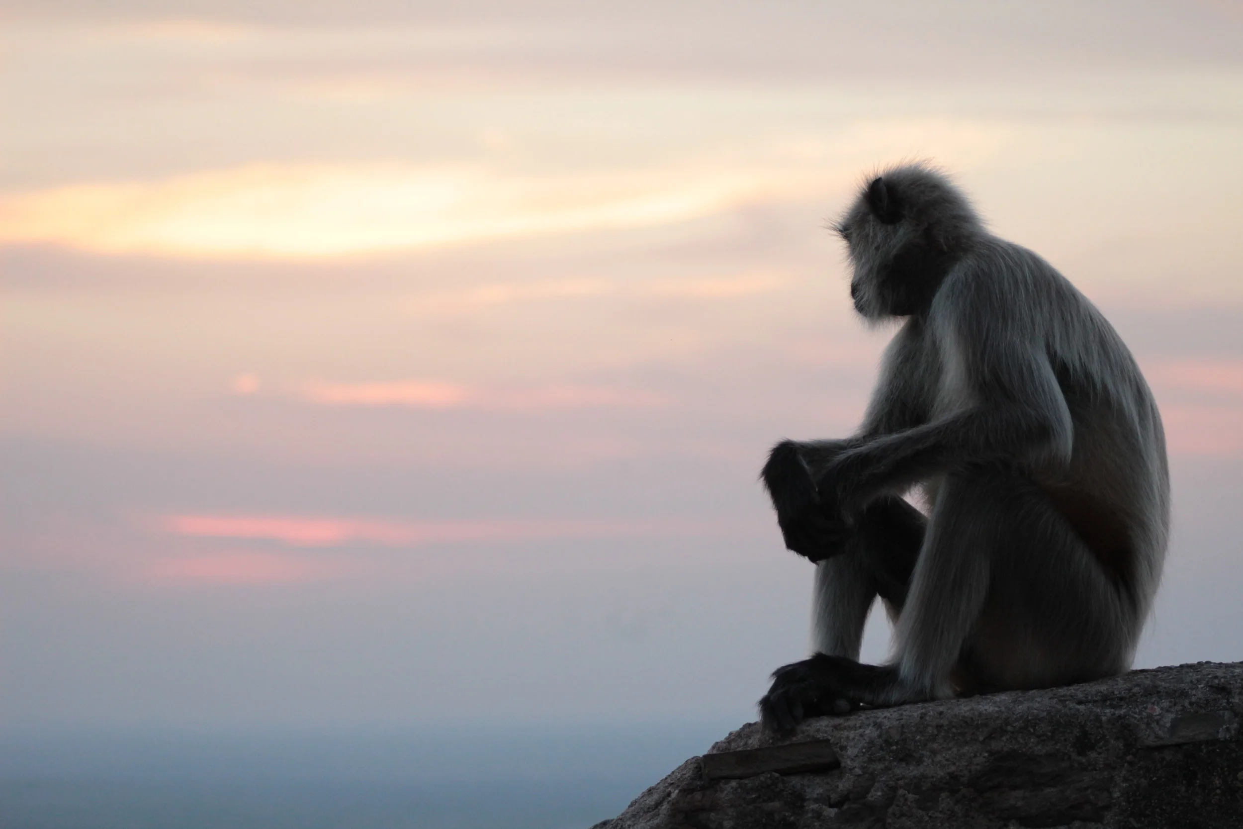 This monkey in Rajasthan said so much by doing so little.