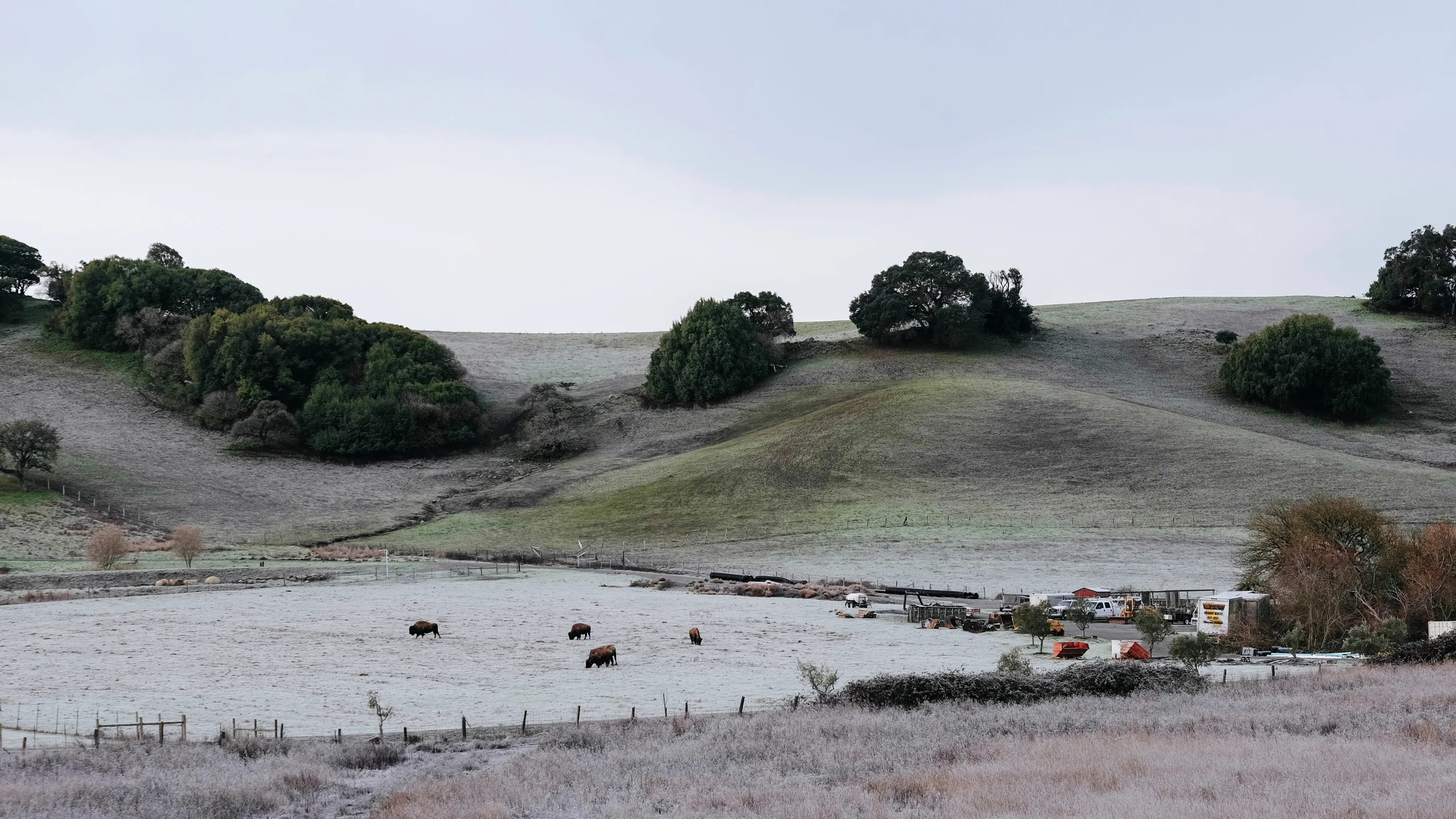 This was the view from the bedroom at Red Barn Inn in Cotati, California. Those are the owner's pet bison grazing. Photo: Marc