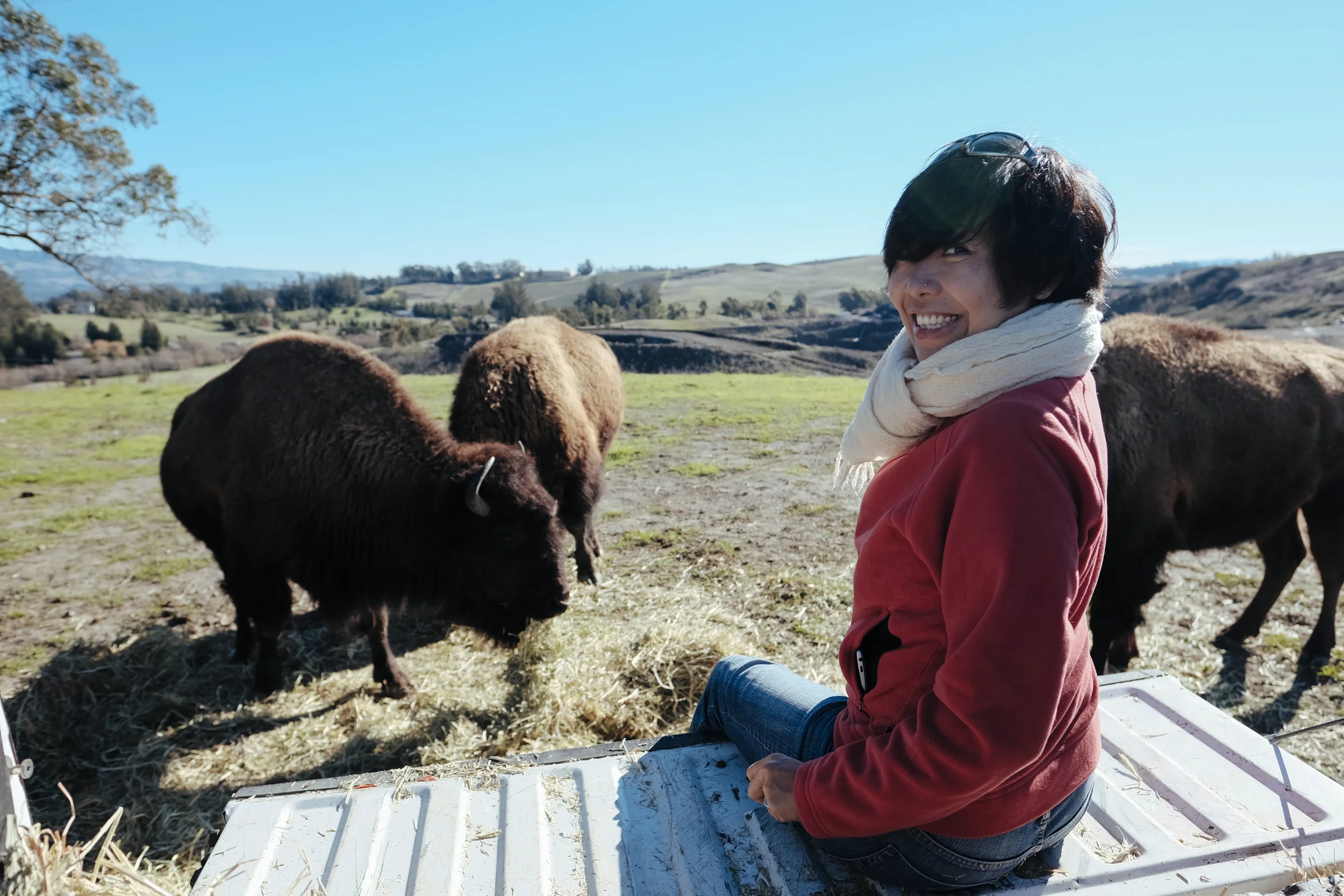      

 
     where the buffalo roam  the beauty of cotati, ca    30 January 2016  
 






















         

 
    ANIMALS, ANIMALS, ANIMALS   Our decision to book our stay at Red Barn Inn in Cotati, CA. was dictated by the presence of anim