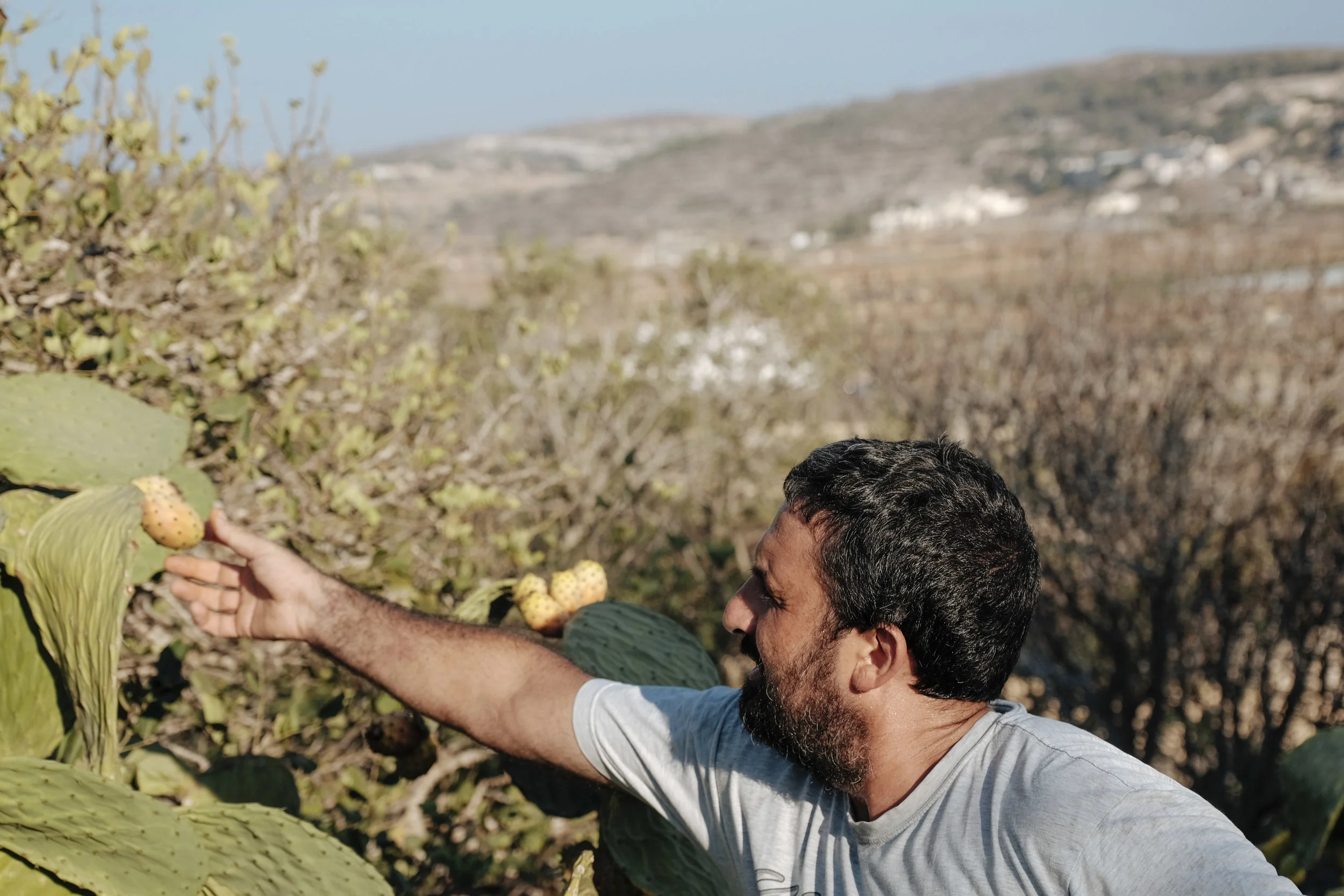 Plucking the summer's haul of prickly pears