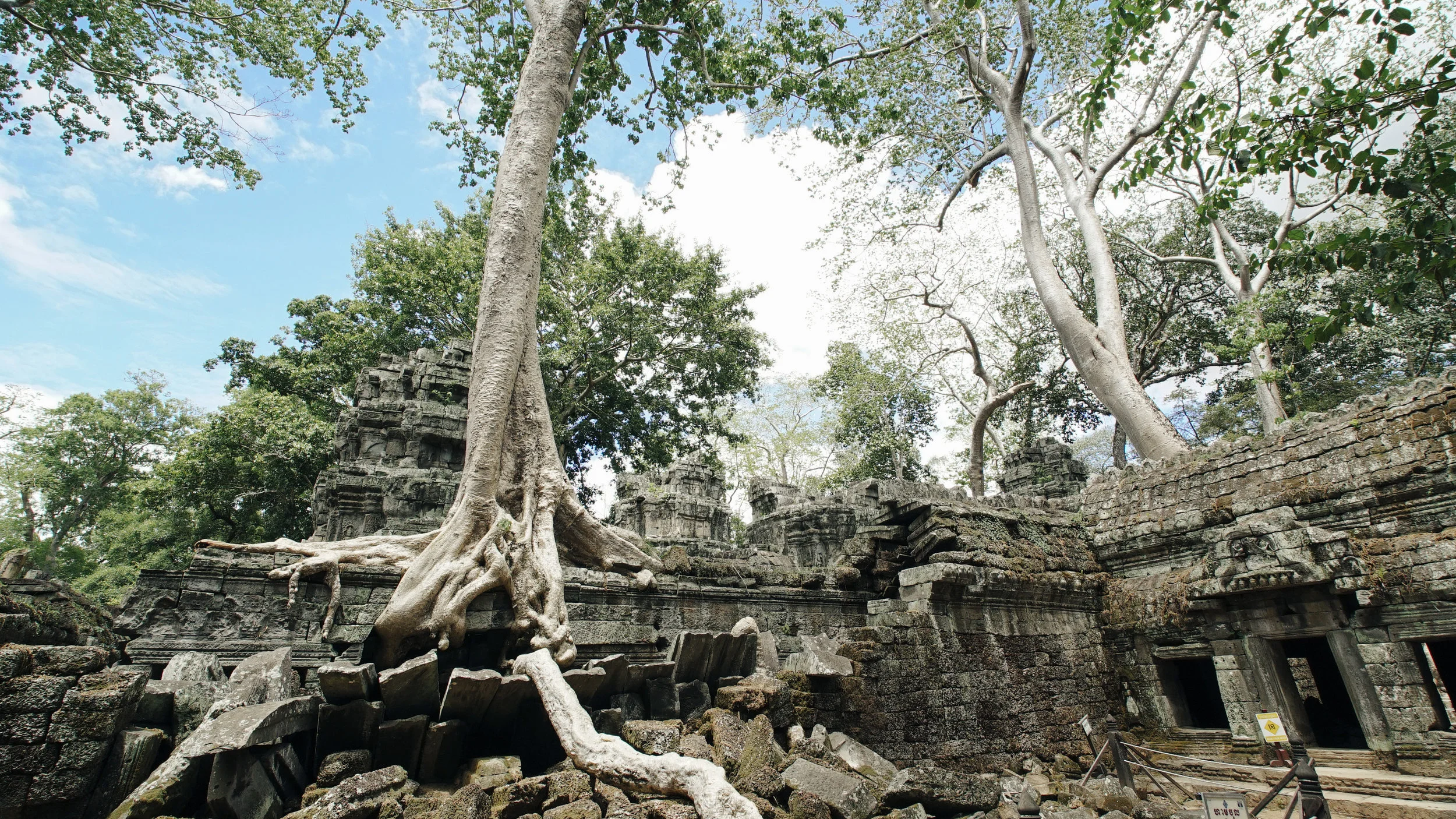 Life reaffirms itself everywhere. Here, trees grow from the ruins of temples in Angkor Wat, Cambodia. 
