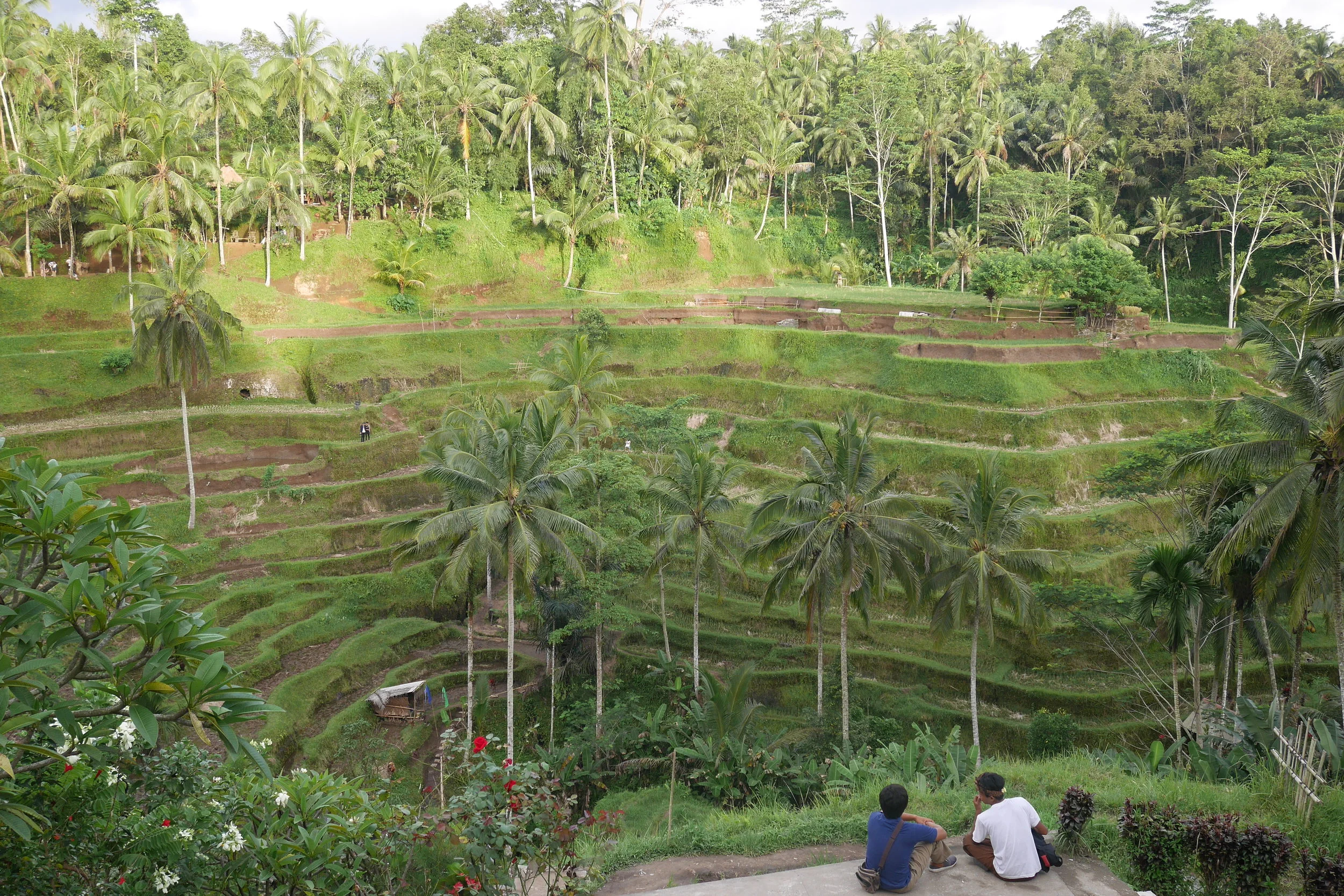 A view overlooking the Tegallalang Rice Terrace