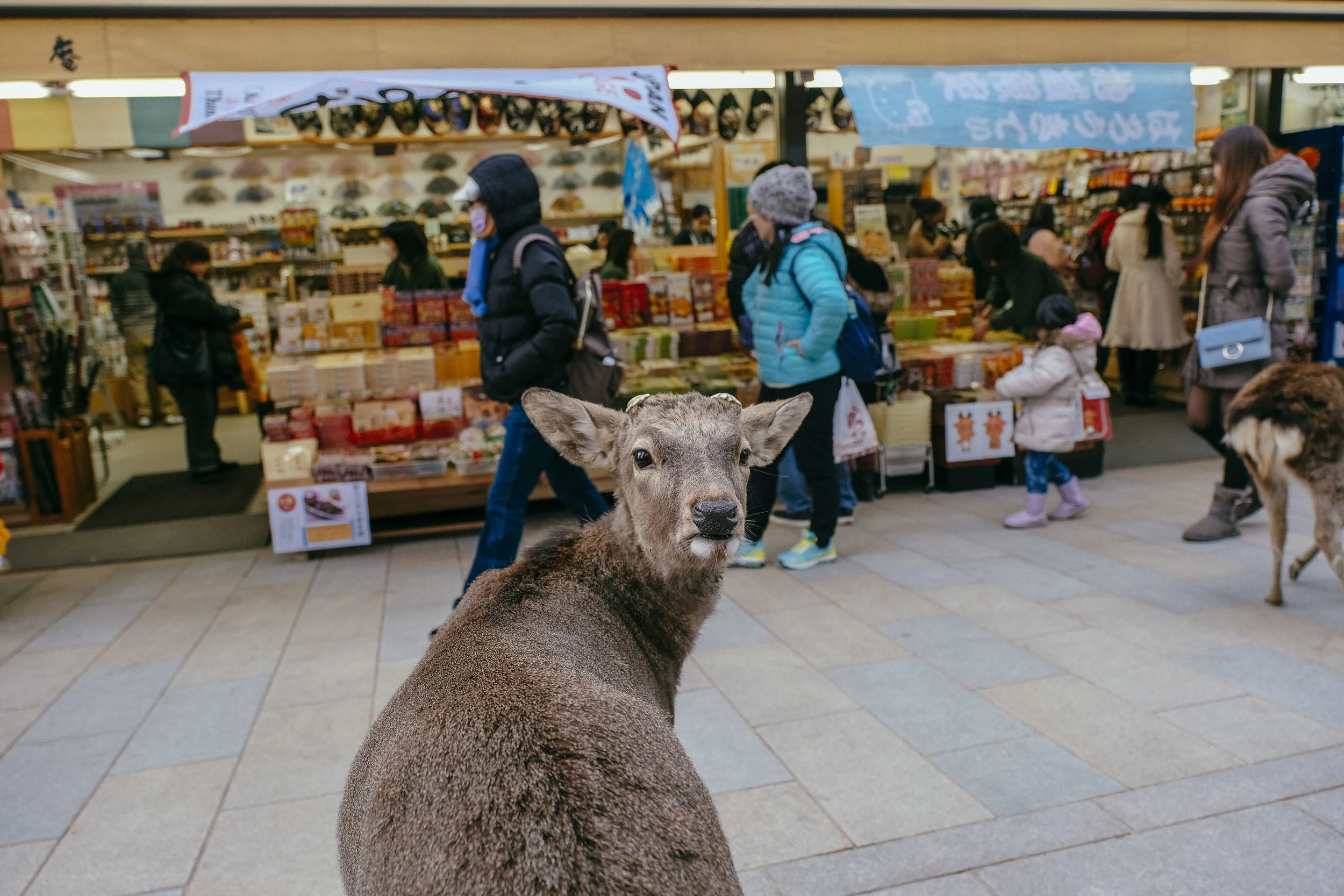      

 
     A Hazard of Deer:     Exploring Nara, Japan   by Marc Nair, 19 March 2017 
 






















         










































  

    
  
     

      

      
         
          
        
        

        
  