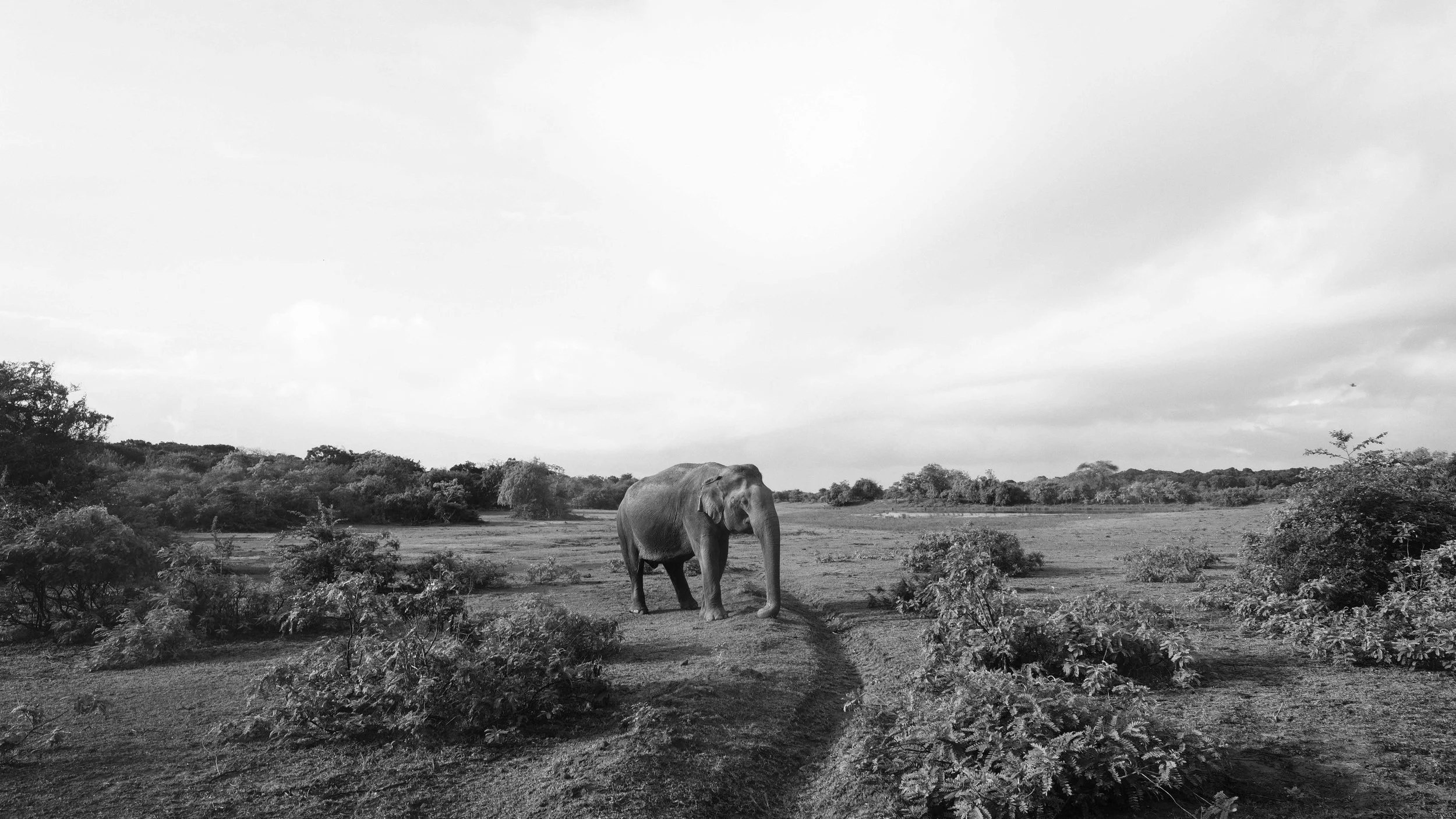      

 
   Gentle Land: Yala National Park  by Marc Nair, 30 July 2017 
 






















         

 
   Yala National Park sprawls in the south-eastern corner of Sri Lanka. The land is rugged, with long beaches and a scudding shoreline. Sand