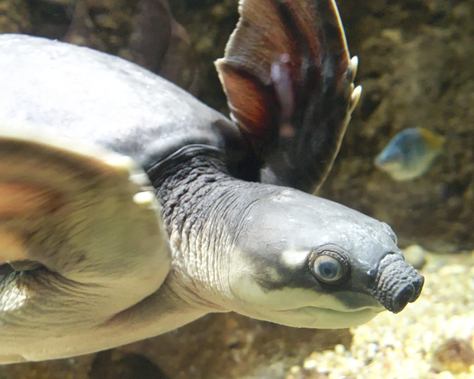 This is a random pig-nosed turtle, not Kang Kong. Photo: Junkyardsparkle (CCO), Wikimedia Commons