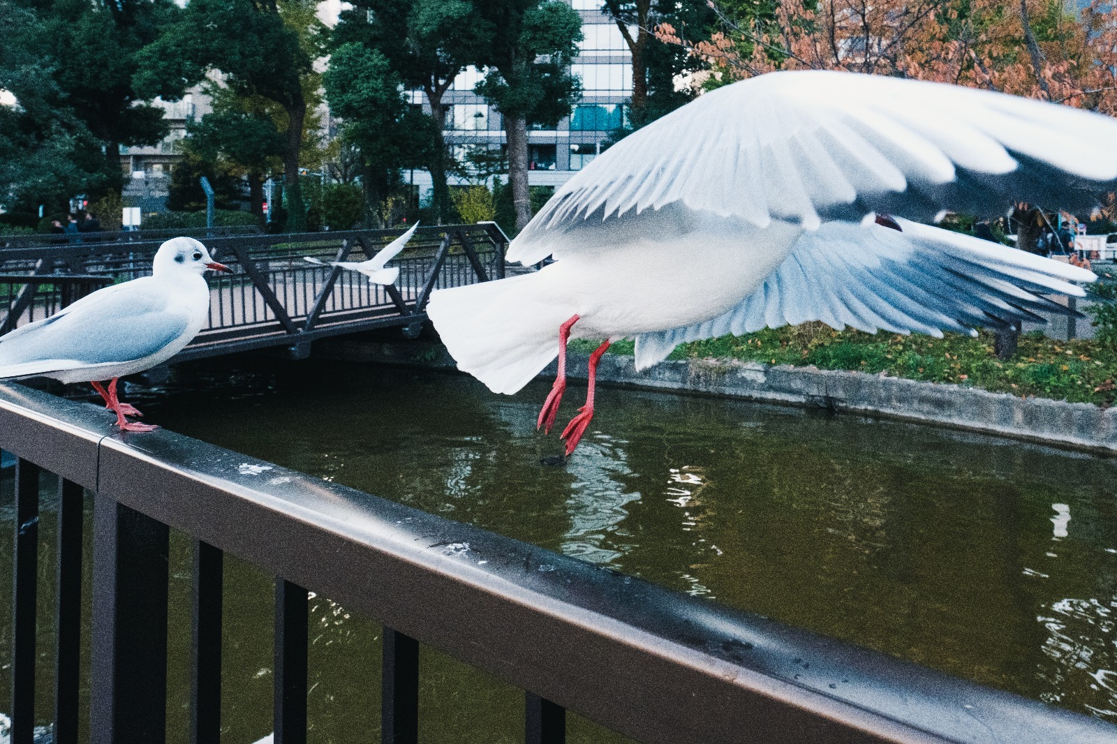 Ueno bird park.jpeg
