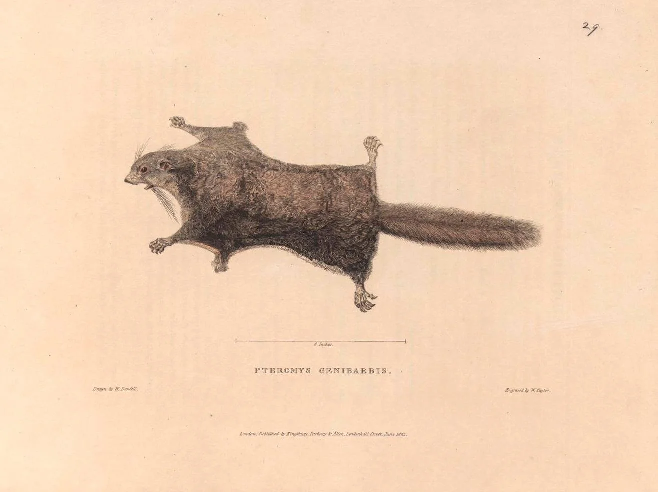 Zoological Researches in Java and the Neighbouring Islands Image 2.jpg