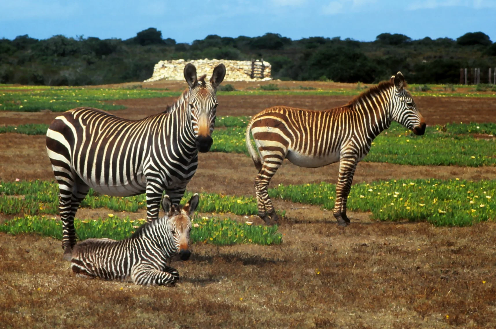 zebra family group.jpg