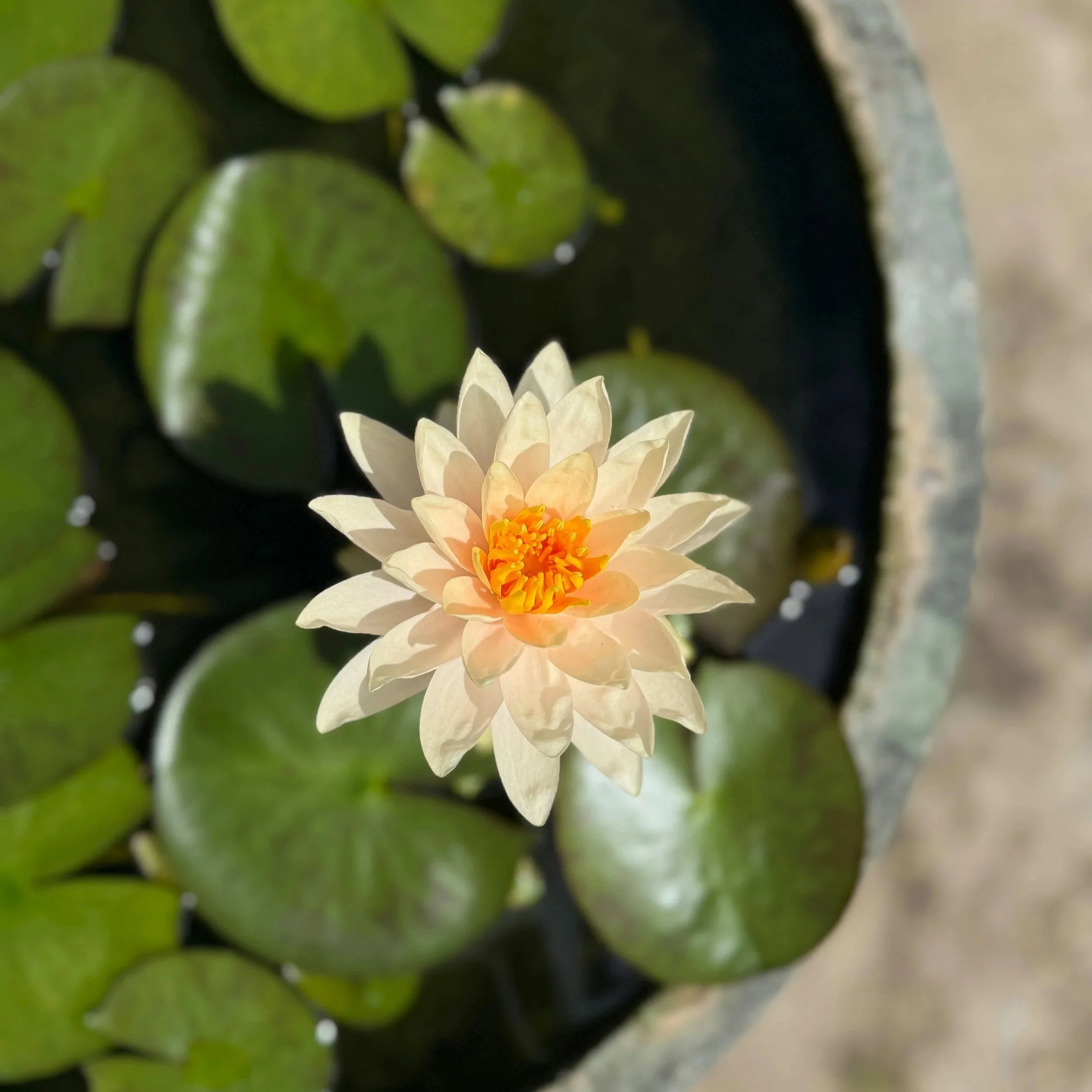 eun-cho-WieYQodWyyA-unsplash.jpg
