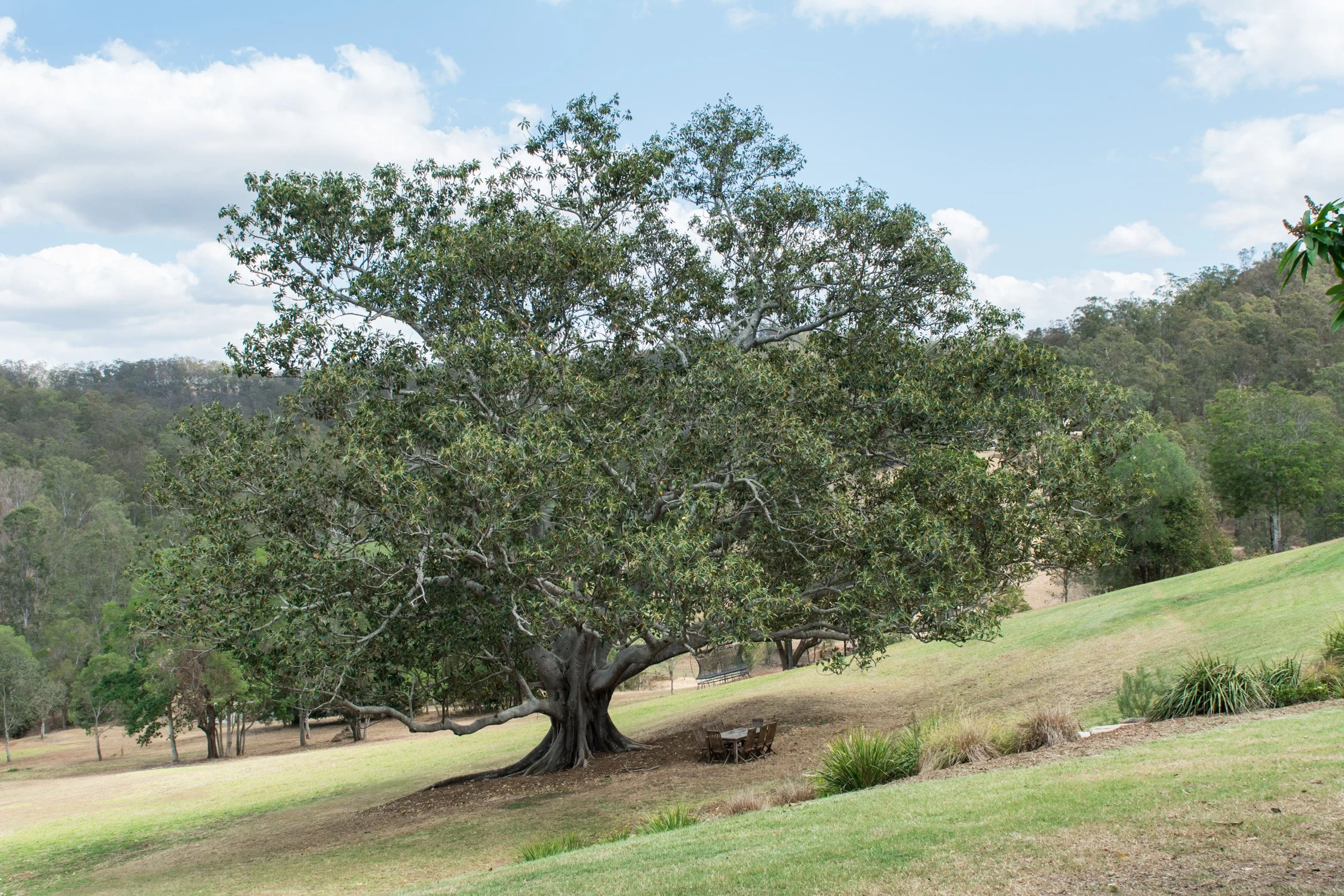 FigTree from distance.jpg