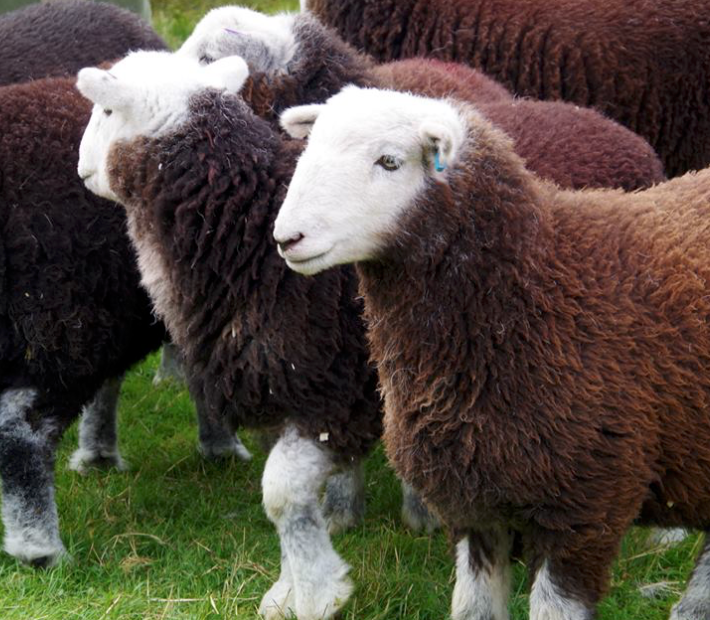 Herdwick Sheep