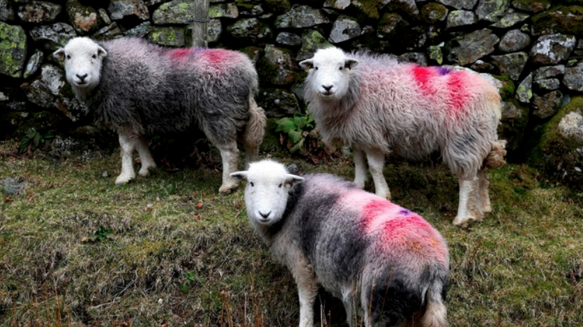 Herdwick sheep are born completely black but slowly their fleeces lighten to chocolate brown with a snowy white face and legs. The first sheering at around 15 months removes the thick brown fleece revealing a dark grey colour below. Every summer as the fleece is removed the layer below is lighter until the mature adult is light grey or cream. These beautiful natural tones echo the bleak beauty of the landscape of The Lake District. Shearing occurs once a year, during the summer months. As the summer temperature rises the removal of their heavy coats is very welcome to the sheep and it is essential for their welfare. Even with the electric clippers that are used today it is still a very physical and skilled job.