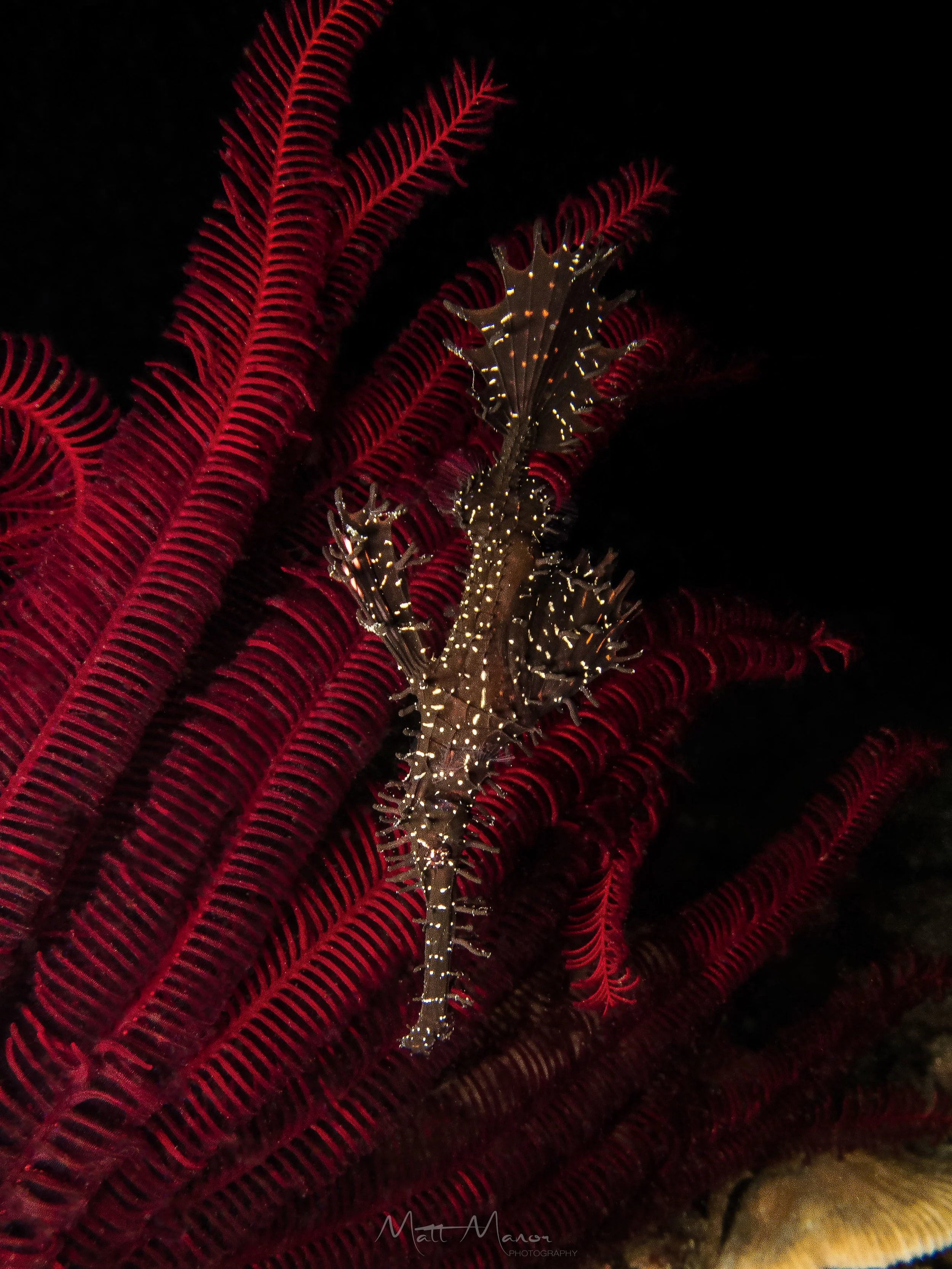 Ghost pipefish