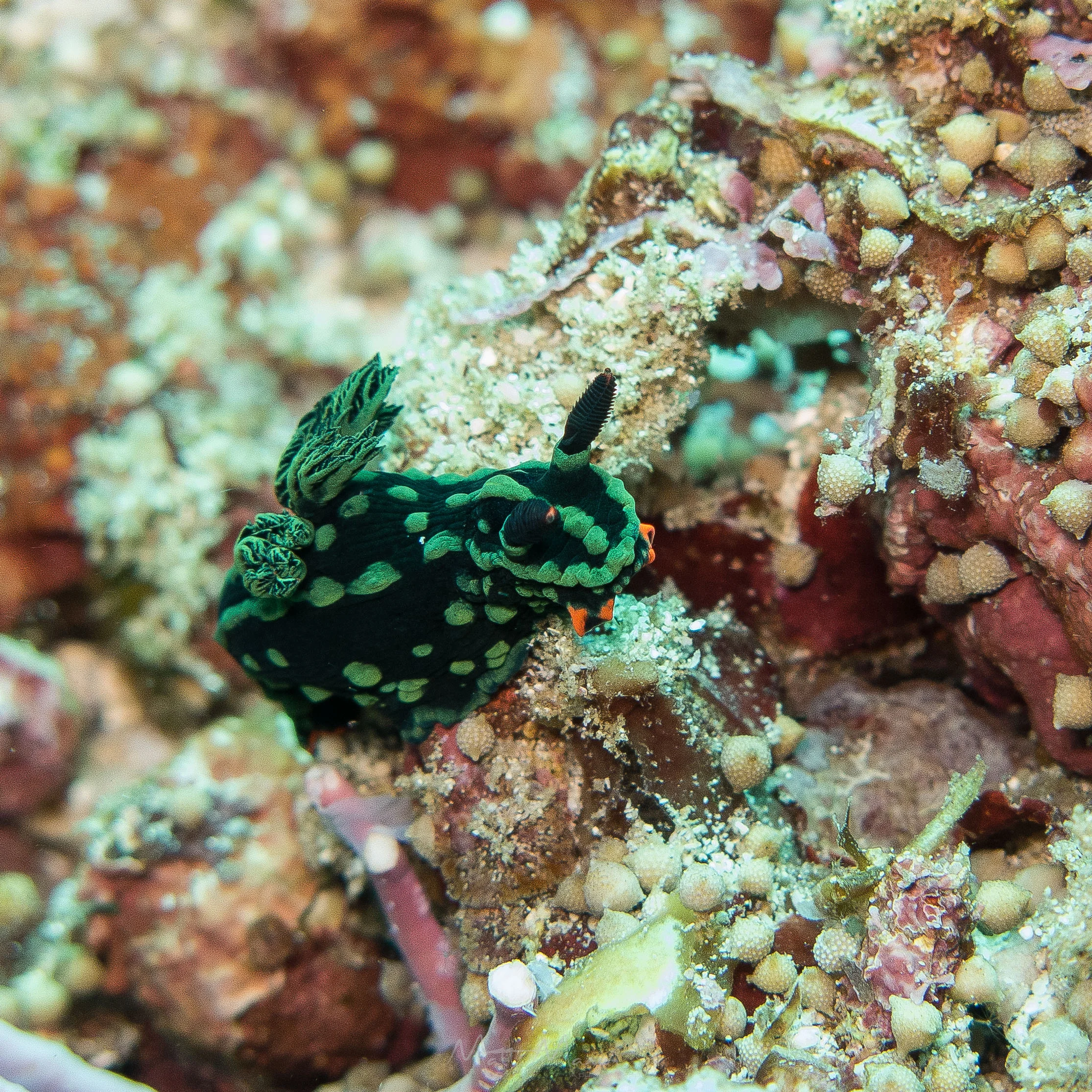 Green Nudibranch.jpg
