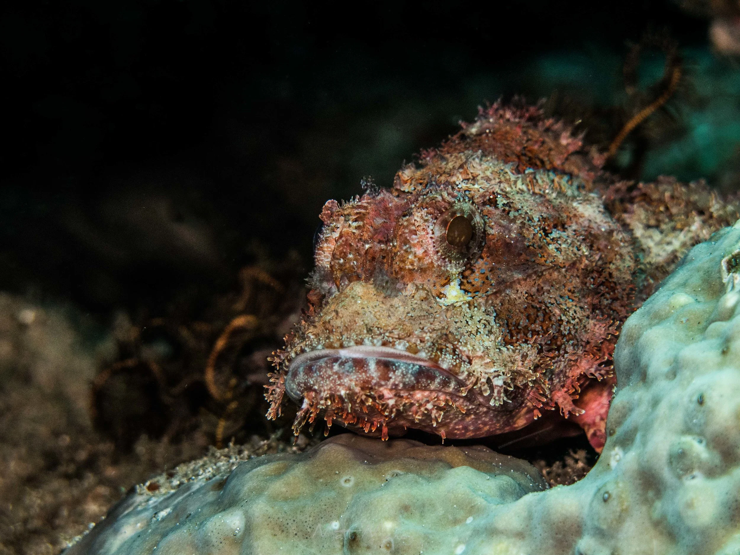 Bearded Scorpionfish