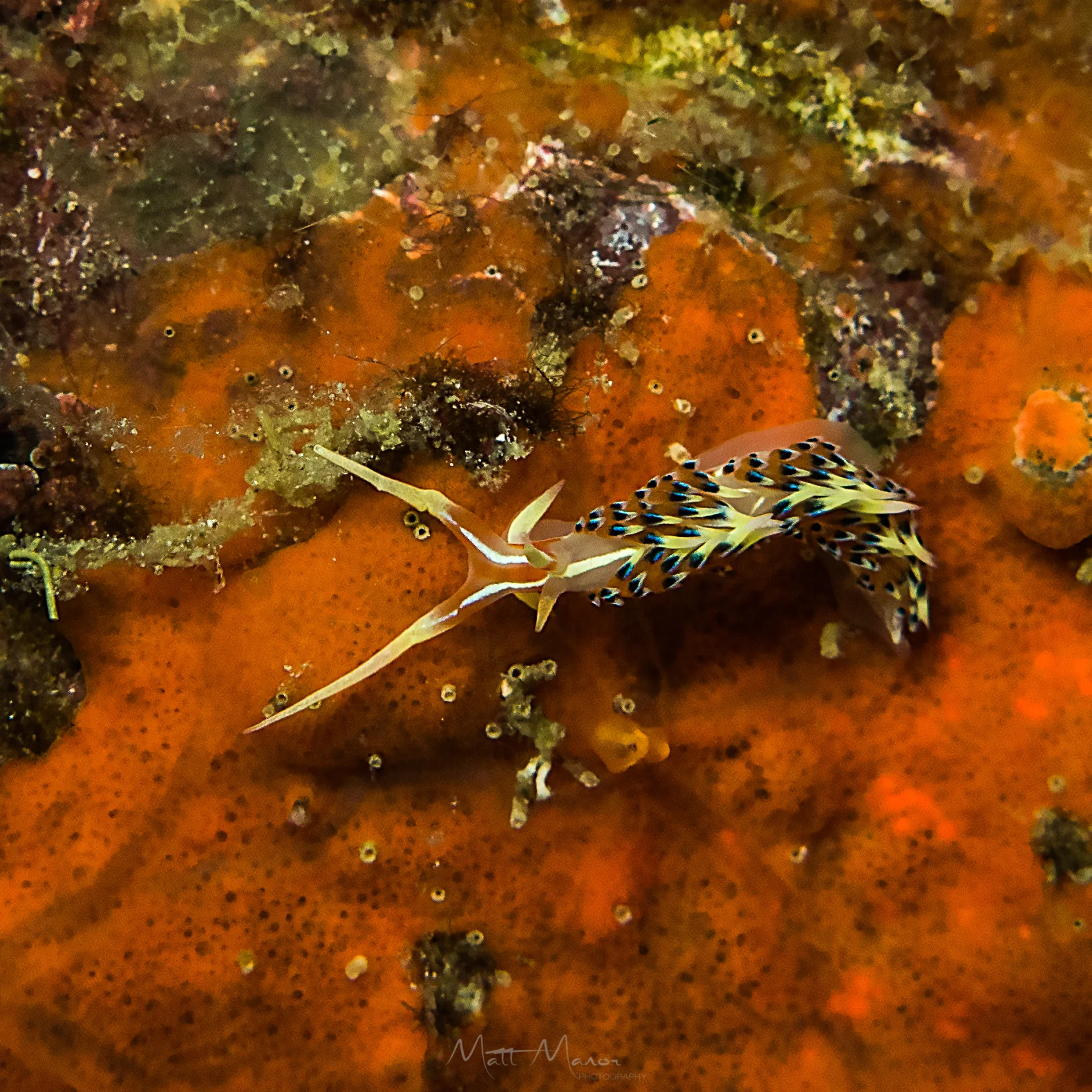 Twins Nudibranch.jpg