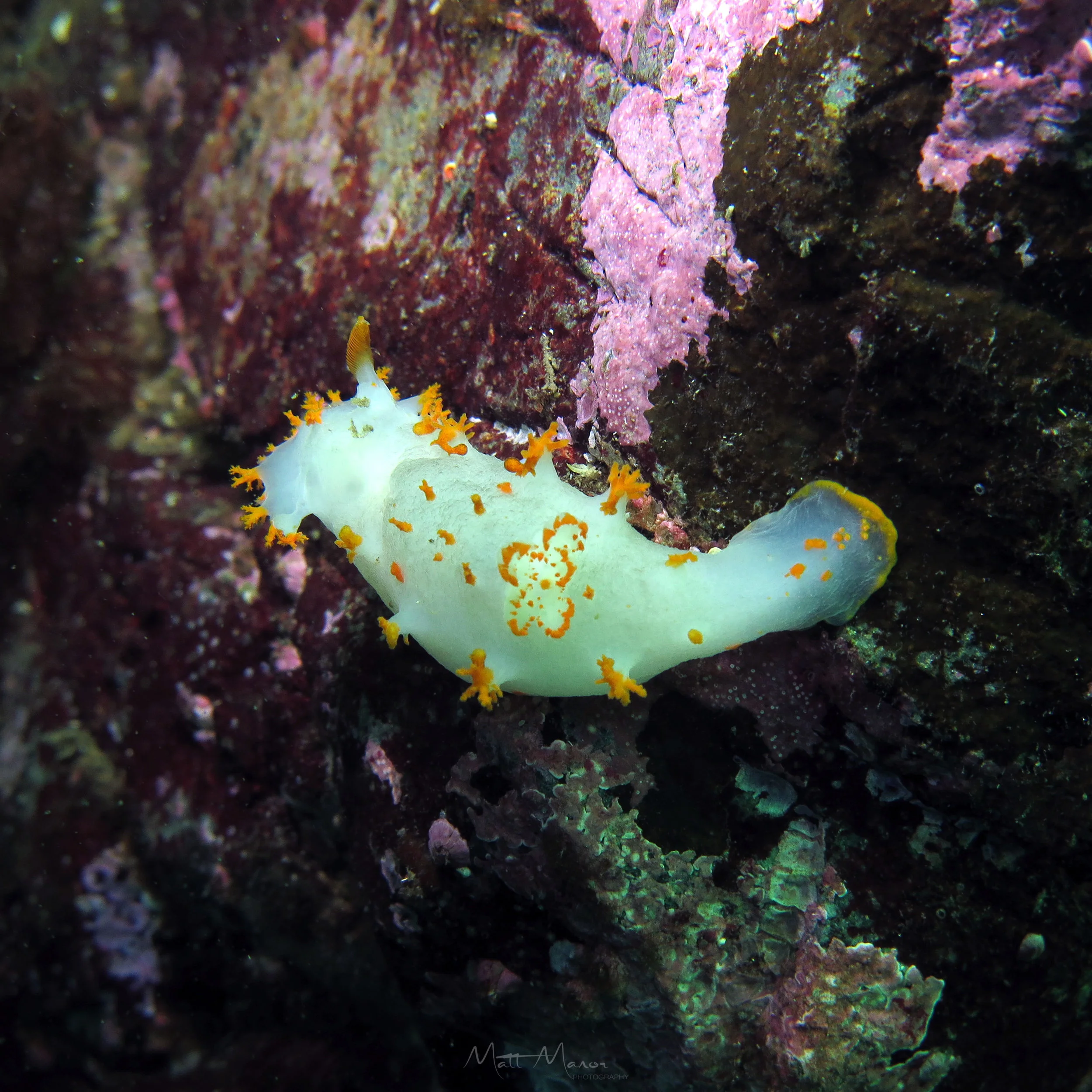 Clown Nudibranch