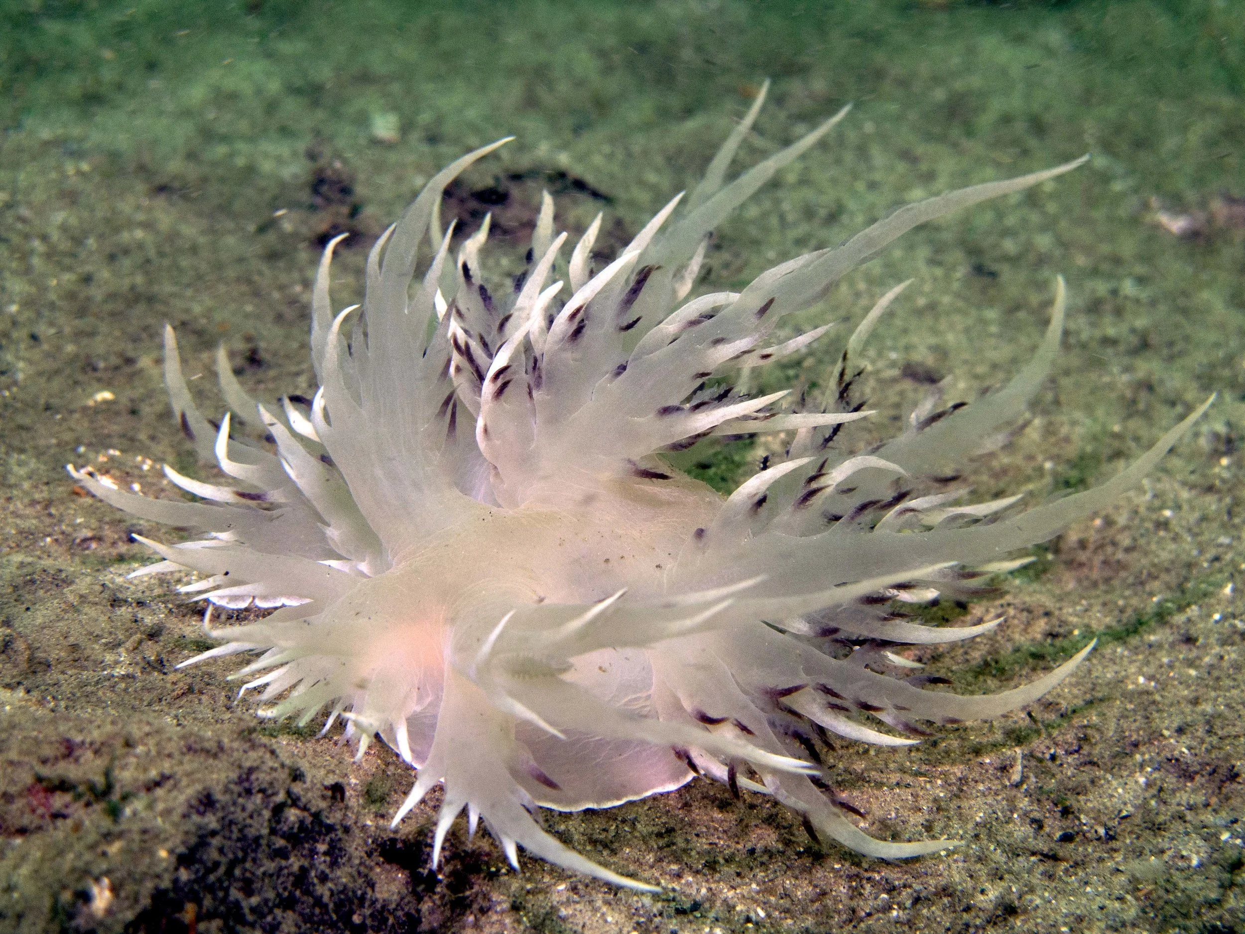 Giant Nudibranch
