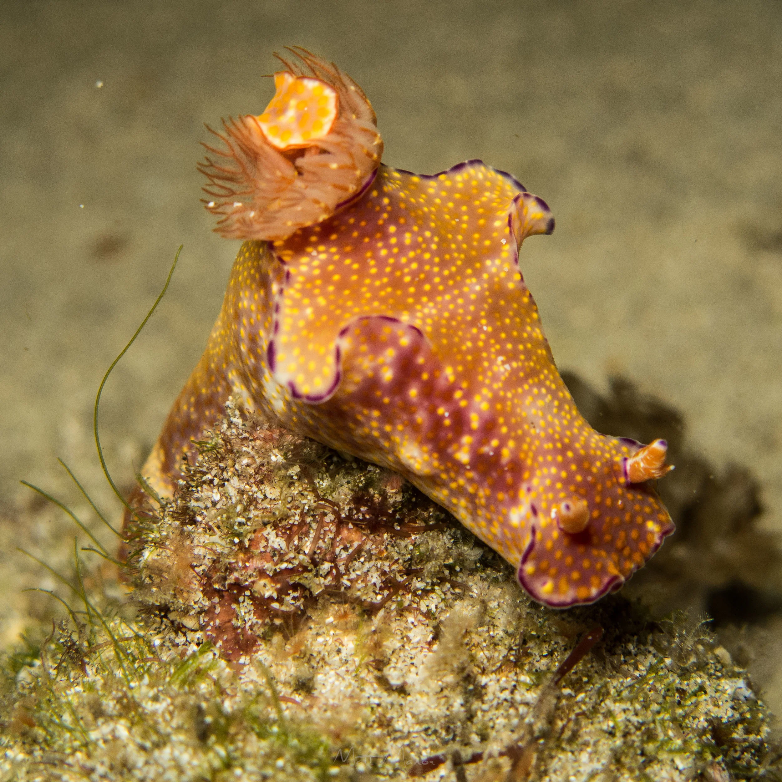 Orange nudi.jpg