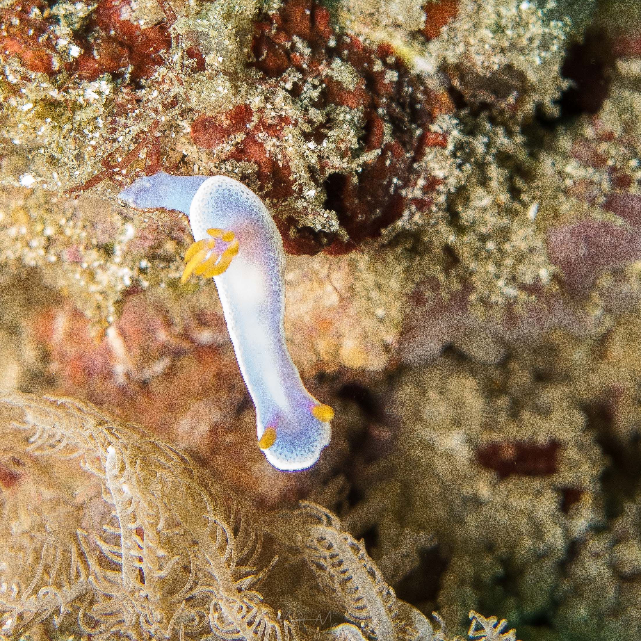 Purple nudi.jpg