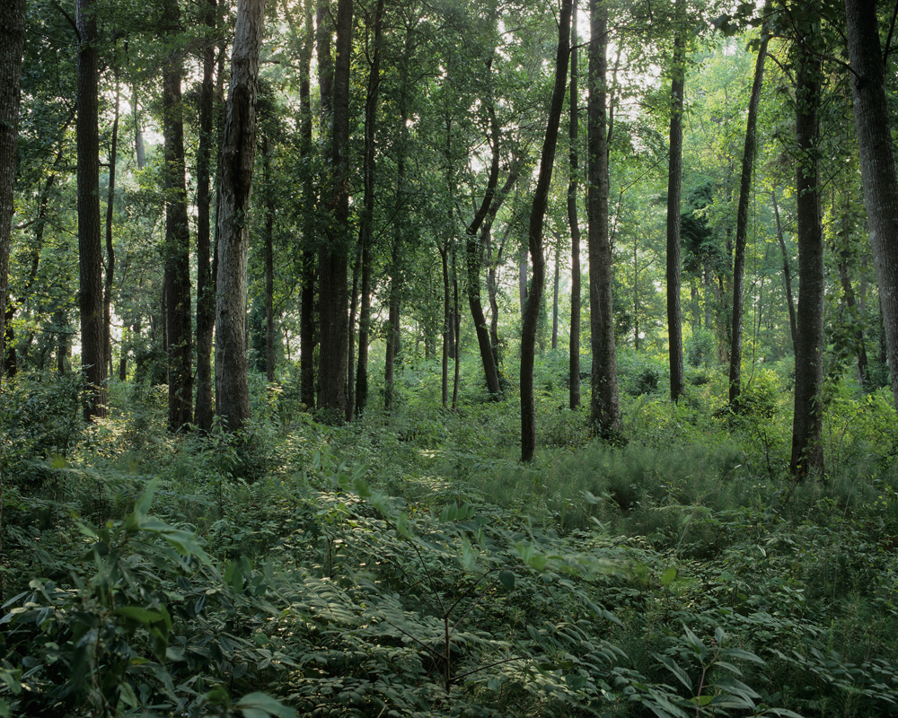The Woods I Played In as a Child