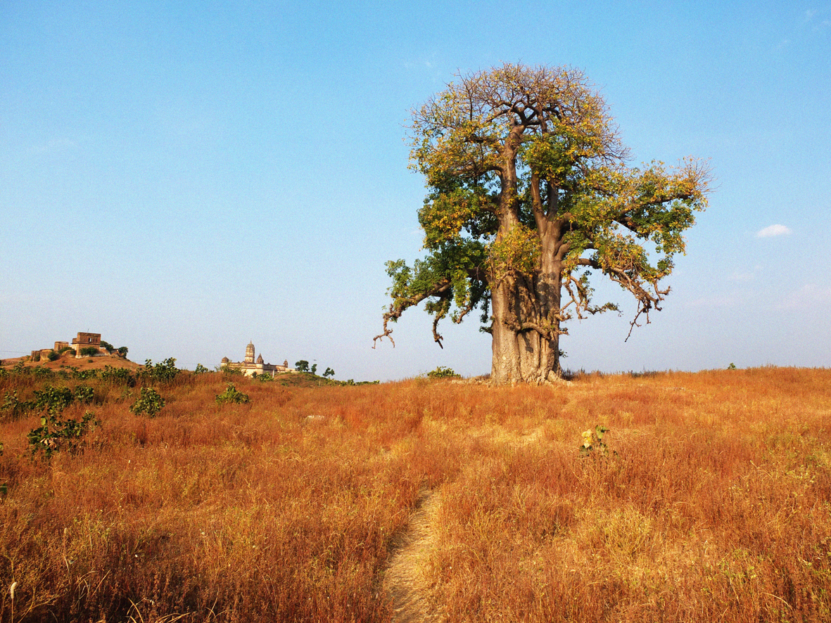bilboa tree(edit)_smaller.png
