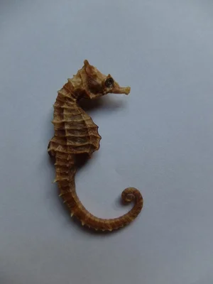 Hippocampus.jpg