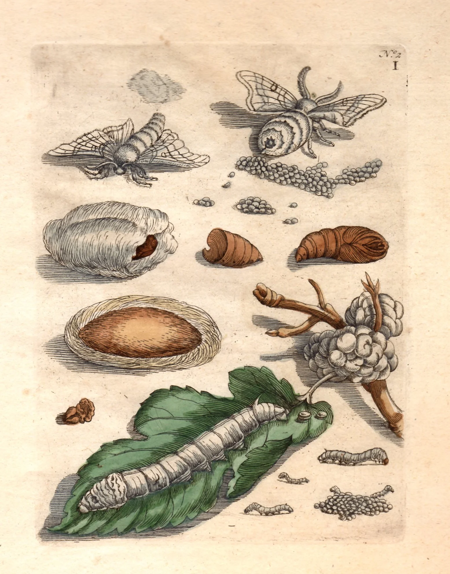 merian silk worms.jpg