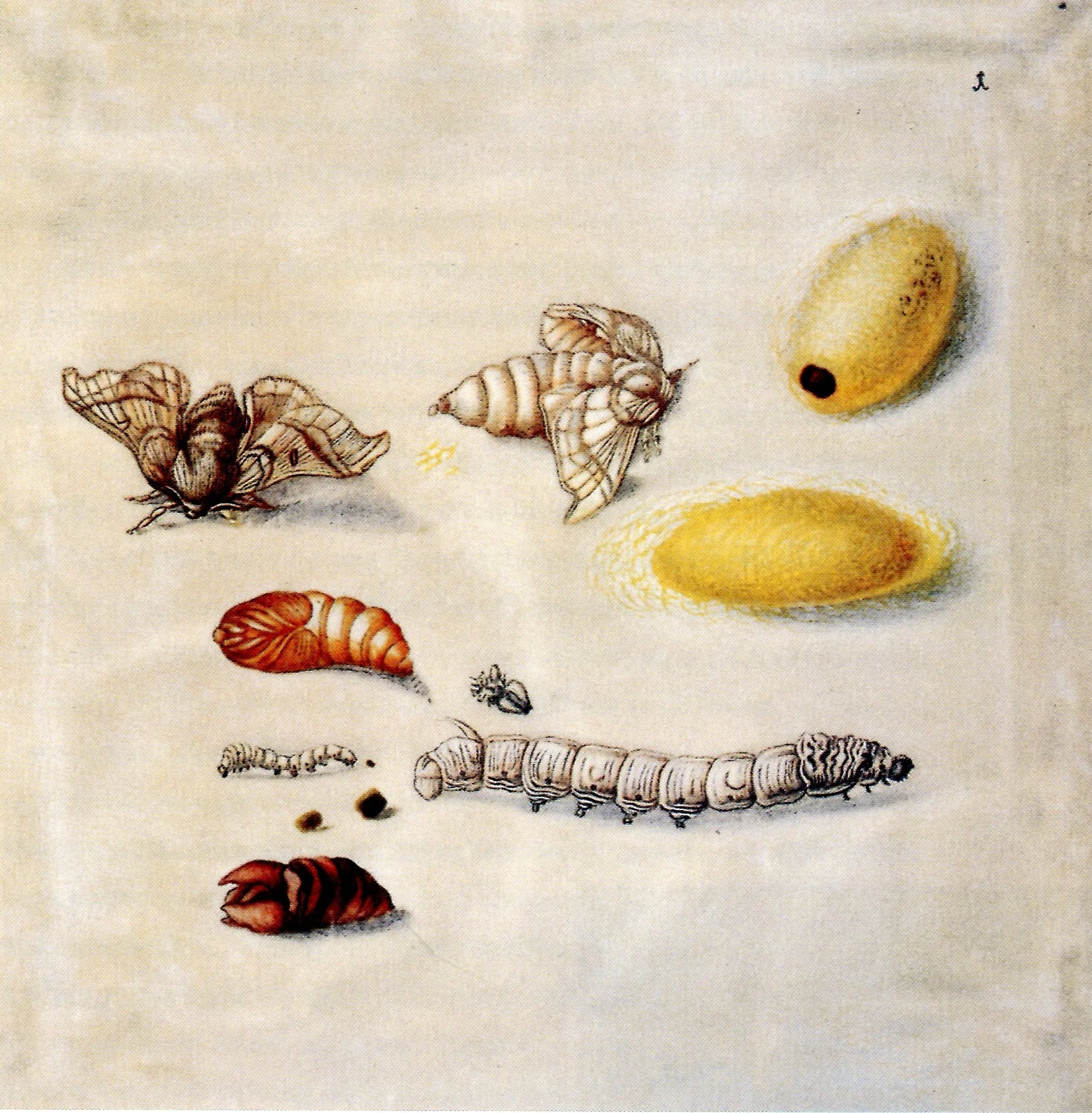 Maria Sibylla Merian, Metamorphosisi of the silkworm.jpg