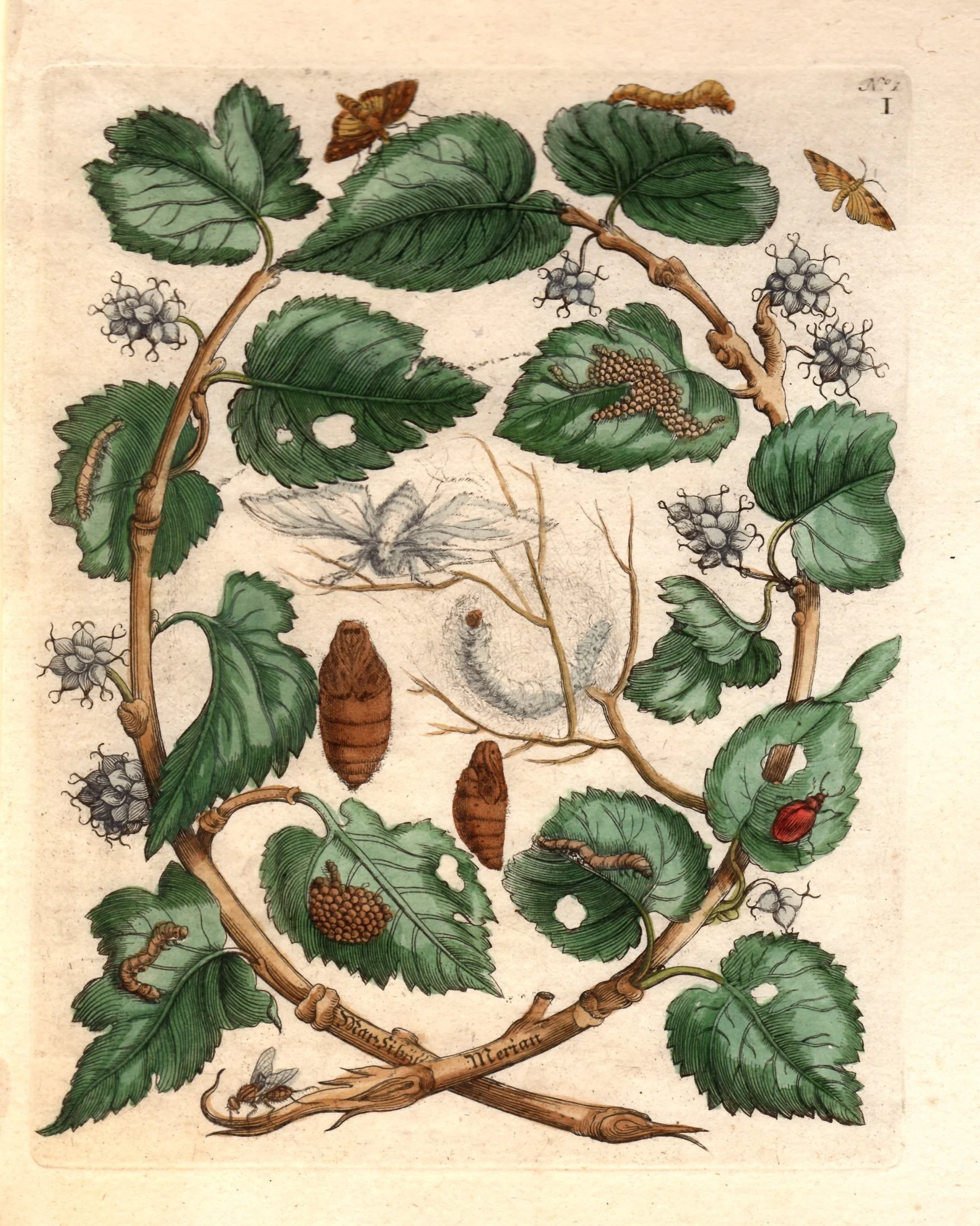 merian mulberry.jpg