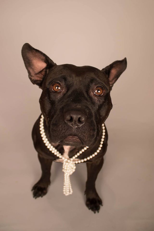"All of us are waiting for her to find her forever home and there is guaranteed to be a HUGE party when she finally does!"