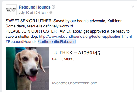When Rebound Hounds, a NYC-based rescue group pulled sweet Luther from the ACC, they immediately made him a hashtag #lutherontherebound