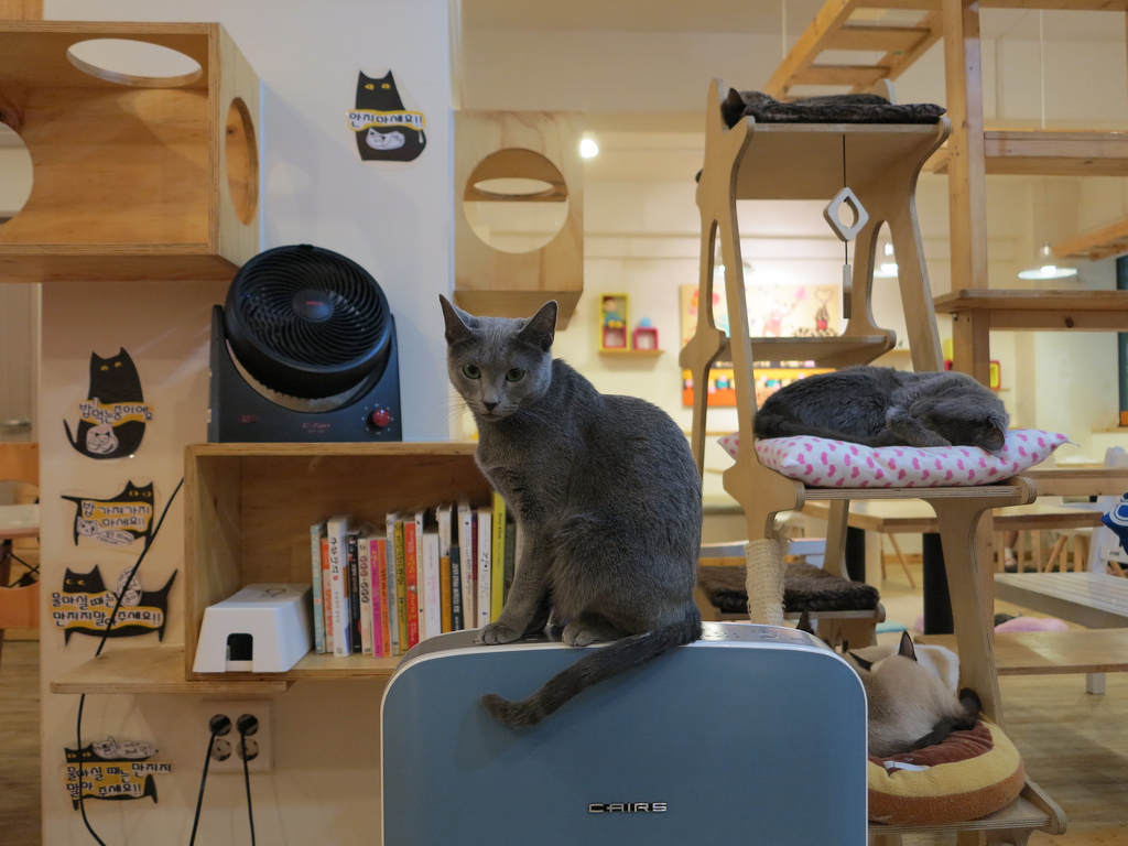 Warm colors, quality air ventilation and soft materials are some of the techniques used to create a stress-free environment for animals (Photo by Feline DaCat via Flicker)