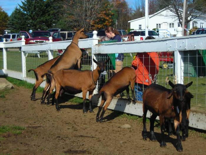 Petting Zoo — Treworgy Family Orchards | Come Gather Beautifully -- Apple  Picking, Corn Maze, Pumpkin Patch