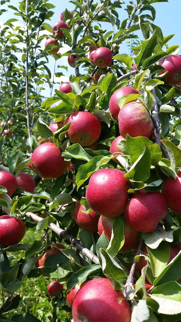 Apple.jpg