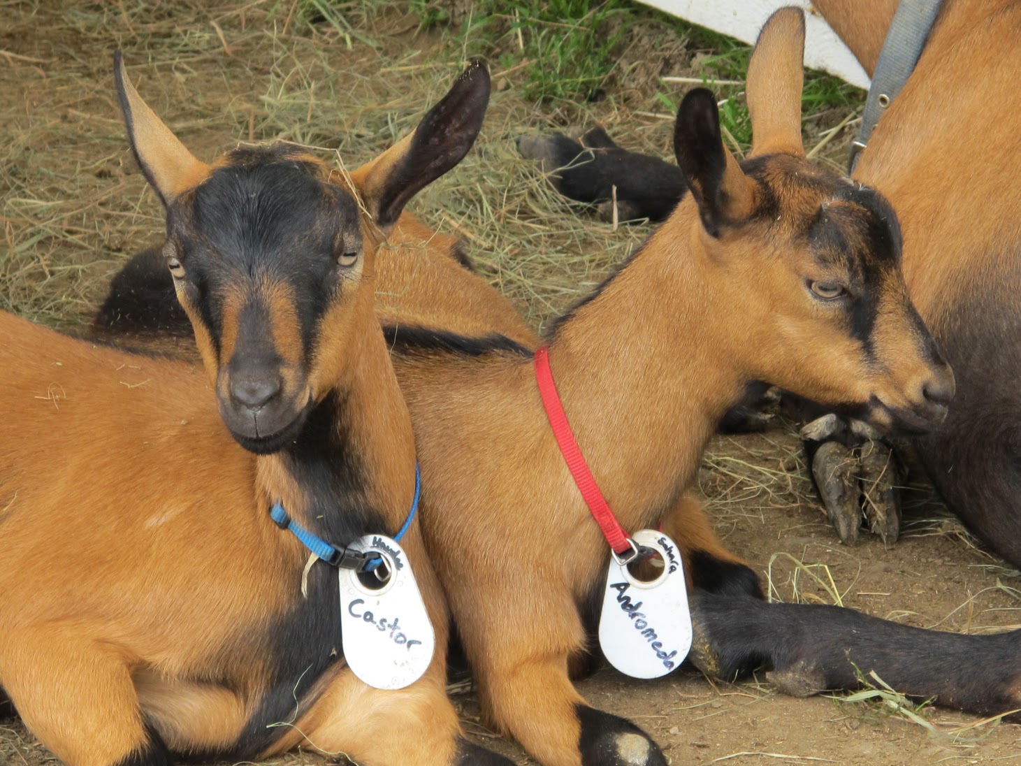 Goat Image.jpg