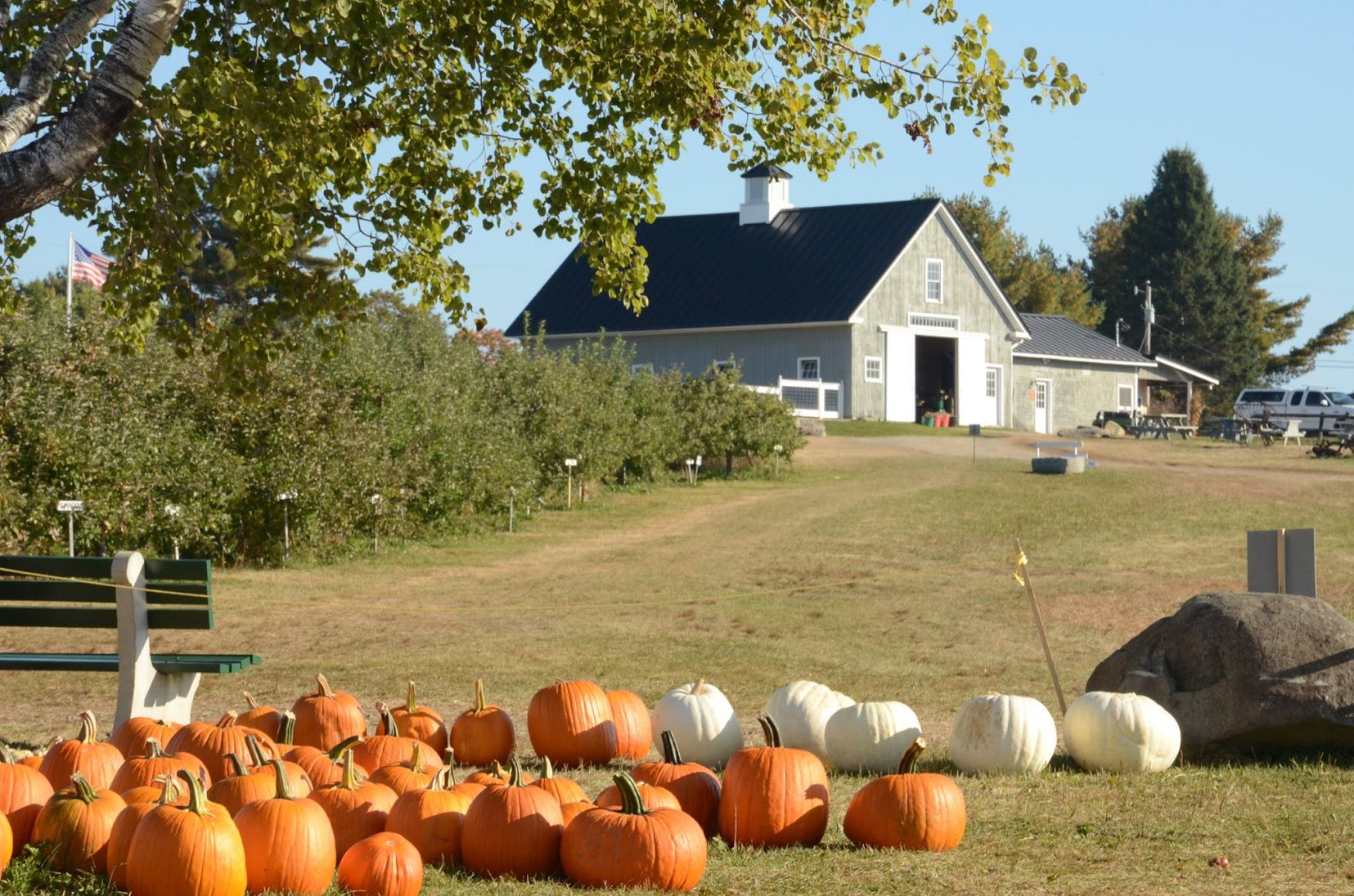 Treworgy Orchards Fall.jpg