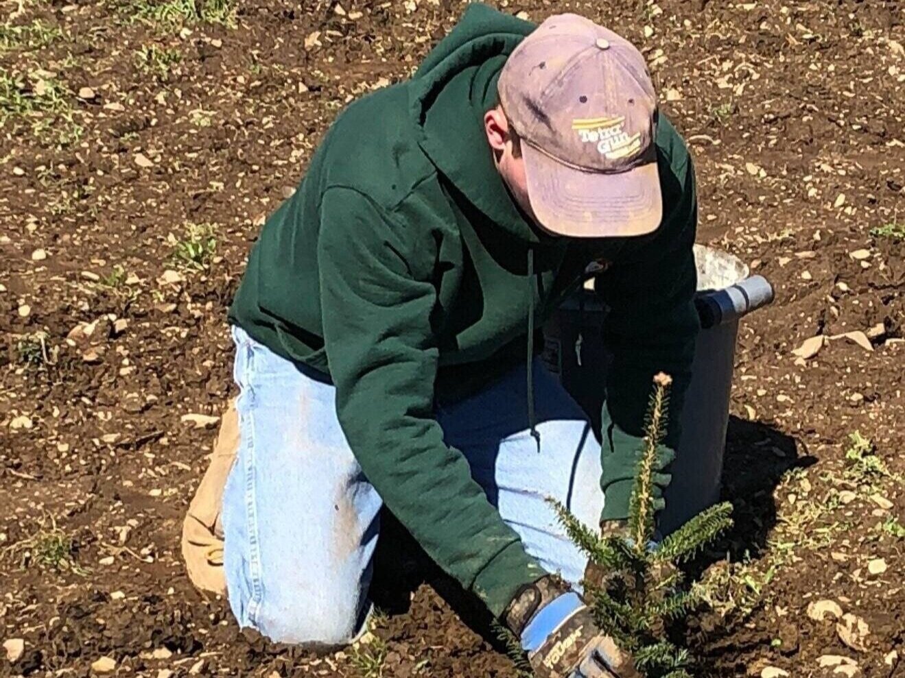 Crew member planting a tree