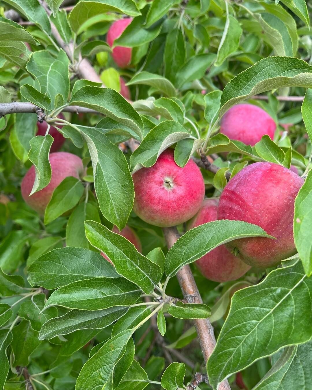 The first pick of the macintosh crop is ready!  There is nothing quite like biting into an apple freshly picked off the tree.

We have lots for picking and 1/2 pecks ready to be picked up if you don&rsquo;t have time to pick but still want the freshe