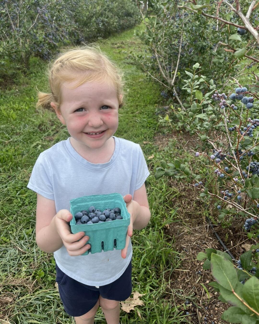 Good news! Even if school has started for you already, you can still hang on to summer by picking blueberries and raspberries!  They are great for lunches 😉 

Picking is easy right now and the taste of fresh berries can&rsquo;t be beat 😊 

www.trew