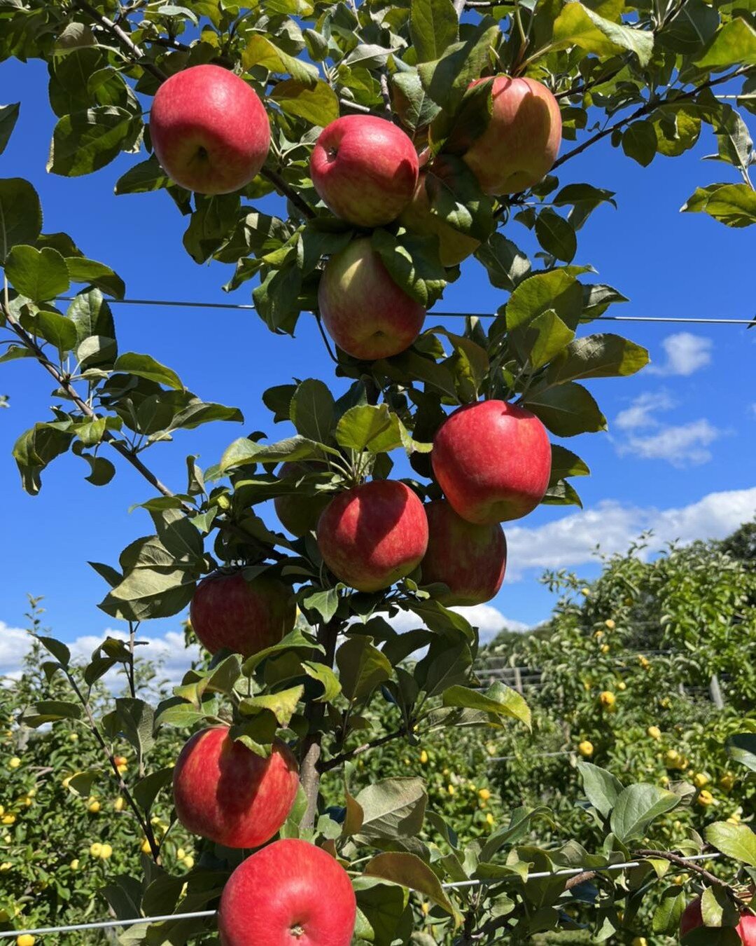 We&rsquo;re opening the Honeycrisp orchard this weekend!!! These apples are a strain of Honeycrisp that ripen 2 weeks early.  Come on out and pick your own :) We&rsquo;re also opening the pumpkin patch this weekend.  We&rsquo;ll be open Saturday, Sun