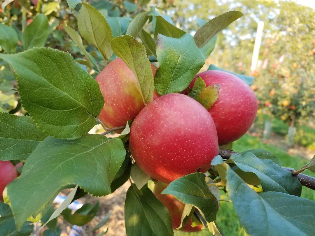 Come enjoy a beautiful Labor Day weekend at the farm with us!  We&rsquo;re open Sunday and Monday for excellent apple picking, blueberries, raspberries, pumpkins and hayrides :) Check out our new addition to our playground!  Also, visit the baby bunn